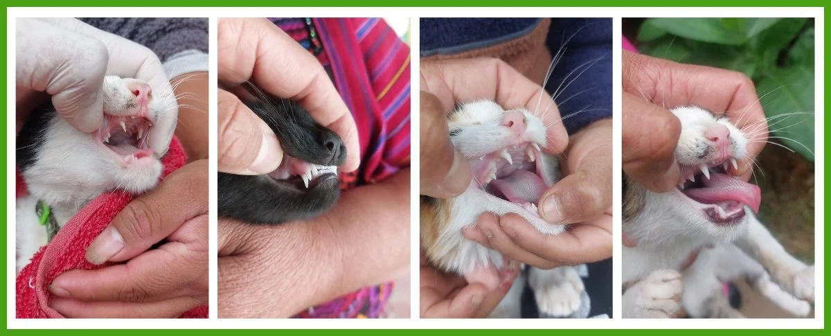 Four cats with mouths open, showing their teeth and gums