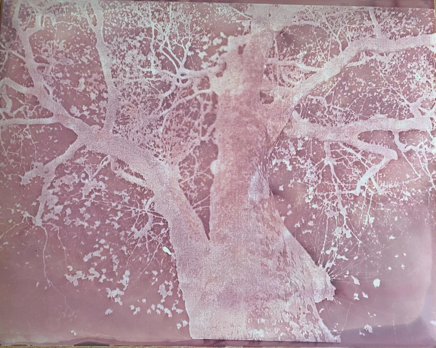 Lumen Prints - Photogenic Drawings #3
&bull;
&bull;
&bull;
#lumenprints#photography#experimentalphotography #experimental