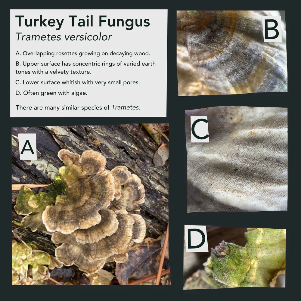 Turkey tail Fungus — Distracted Naturalist
