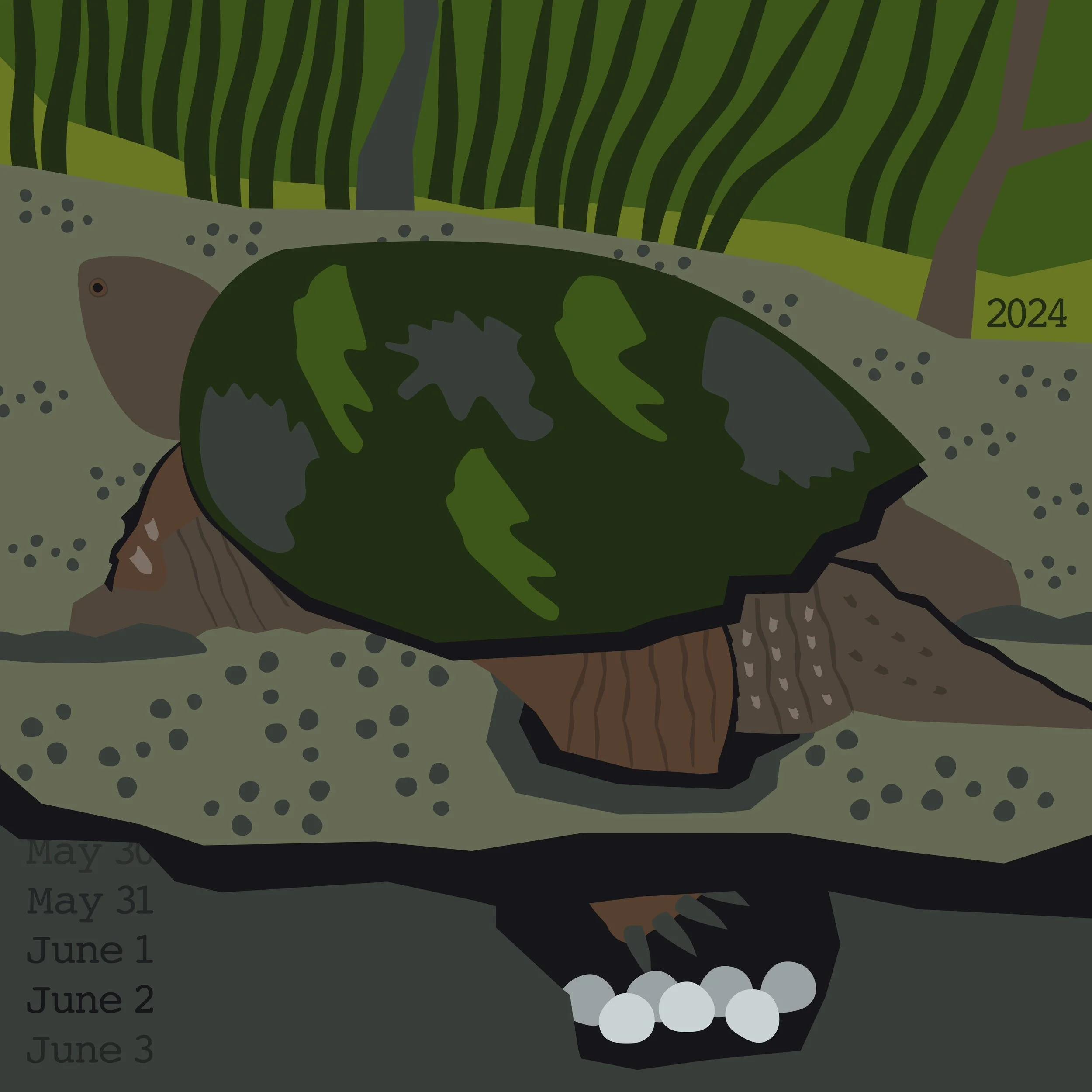 Snapping Turtle laying eggs