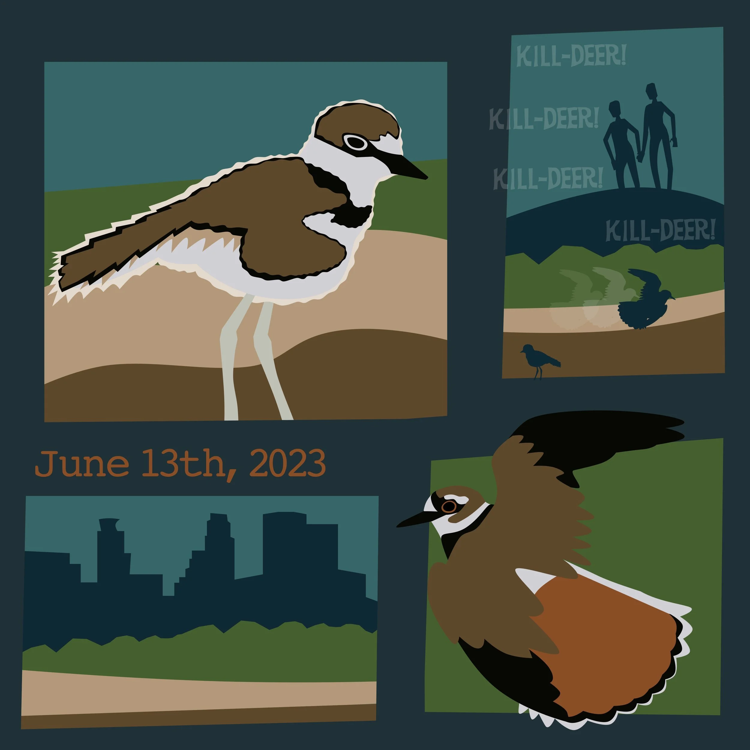 Killdeer broken wing display and fledgling