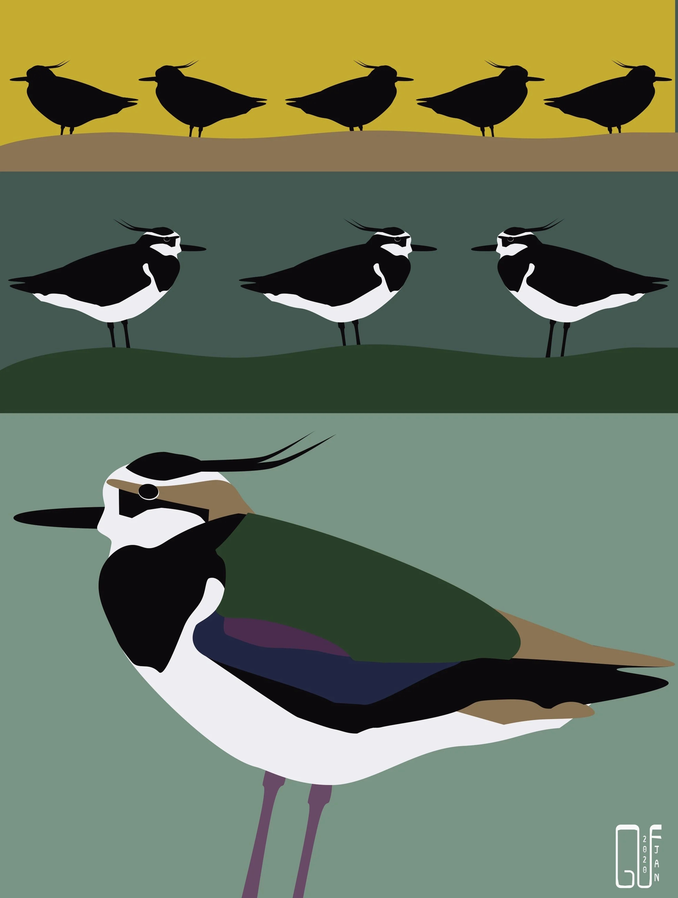 Northern Lapwing