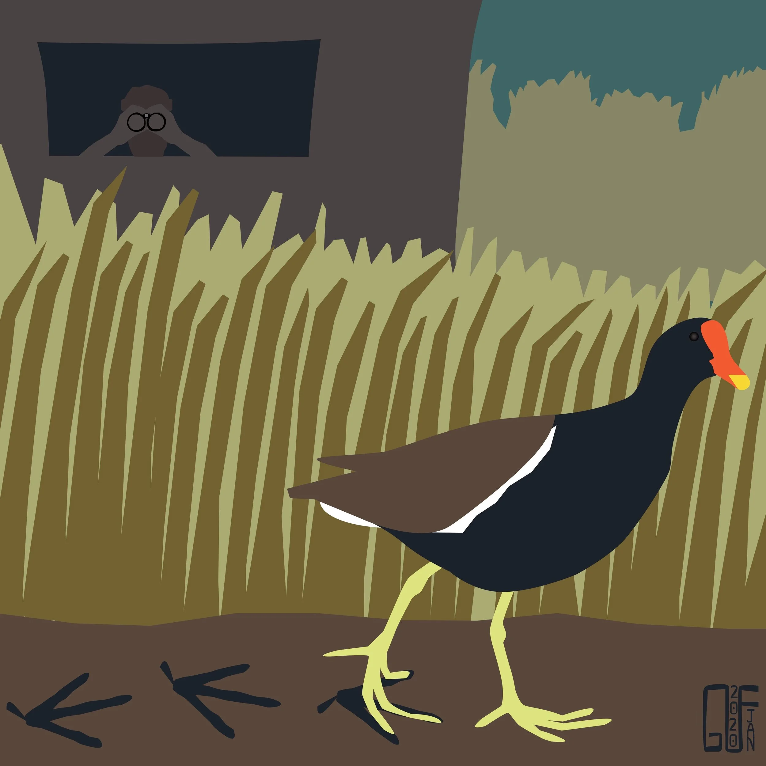 Common Gallinule