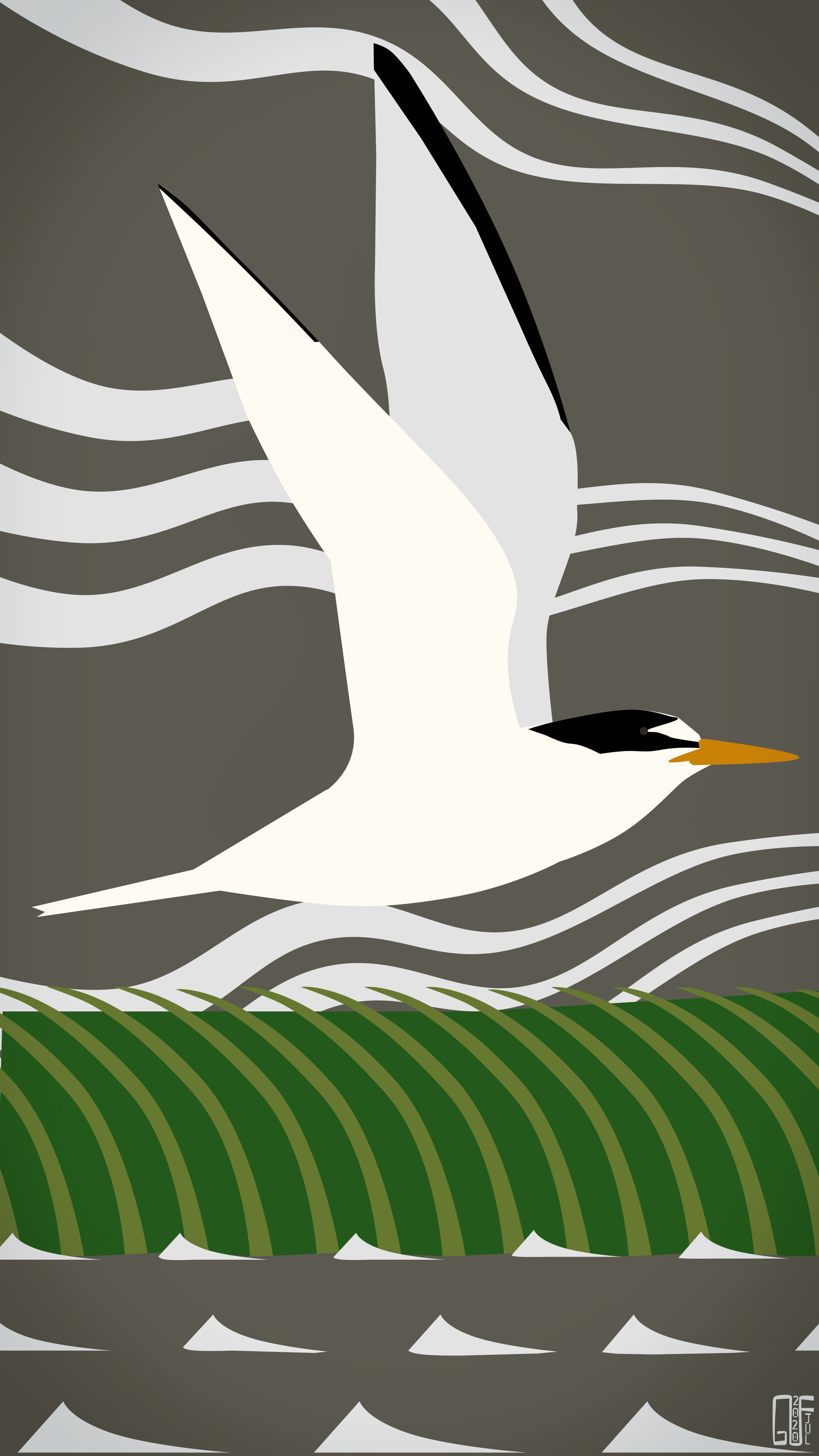 Least Tern