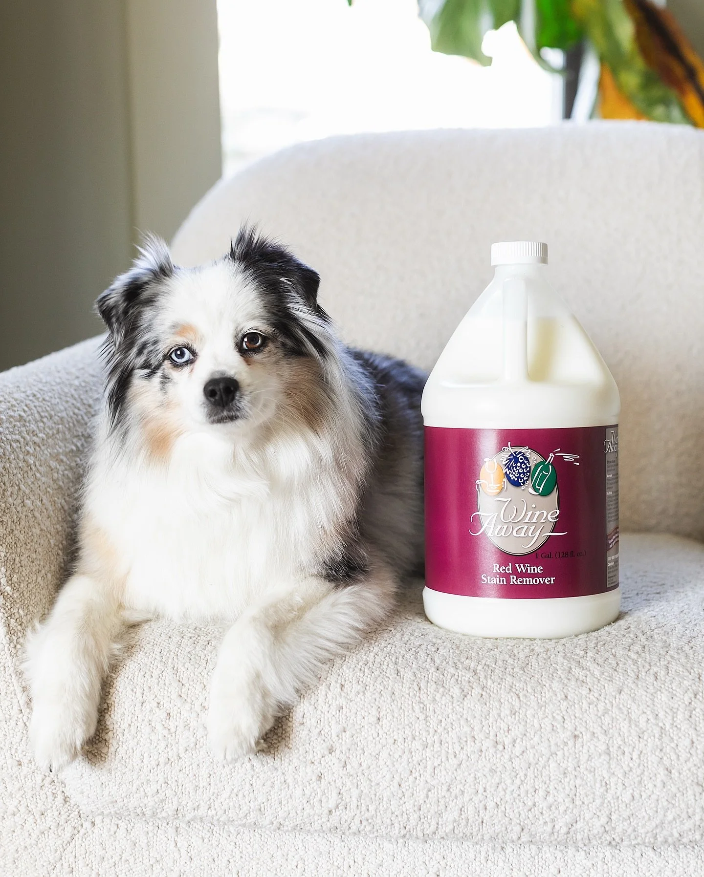 Couch cuddles stay&mdash;stains don&rsquo;t 🐾🩷

Do you let your dog sit on the couch?