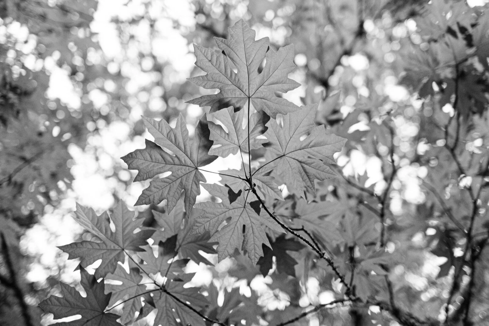 _DSF7428-Enhanced.jpg