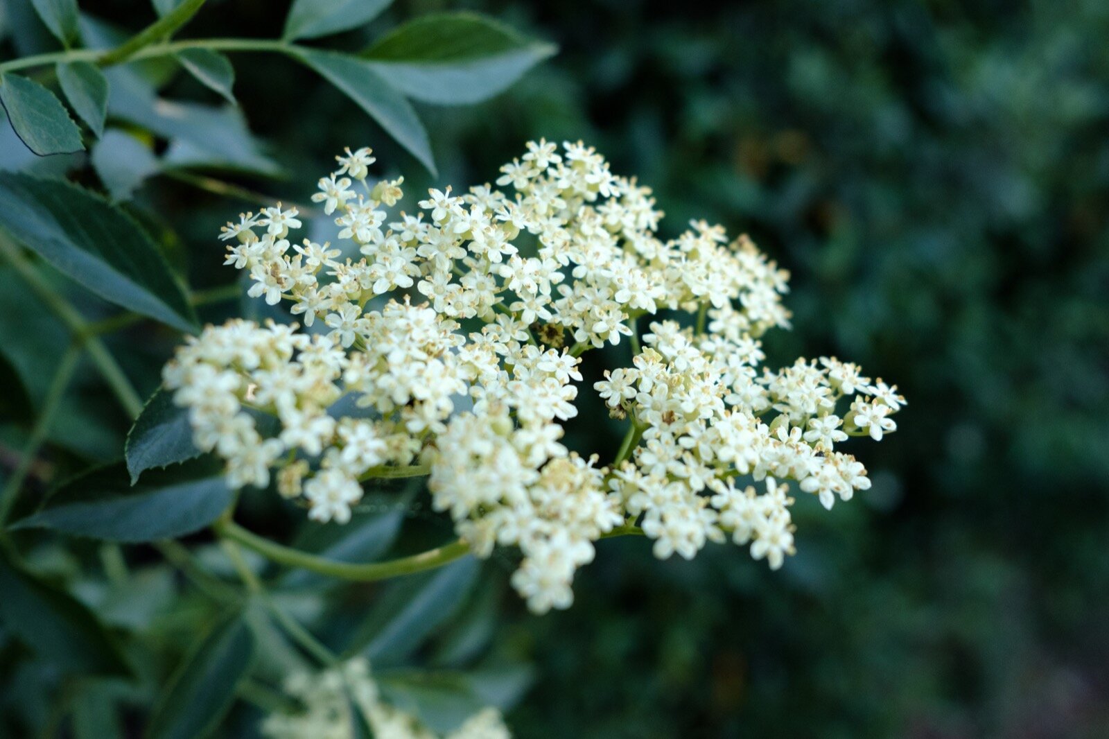 _DSF8279-Enhanced.jpg