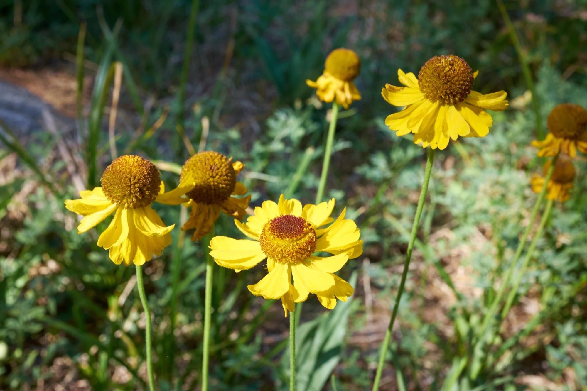DSCF9068.jpg