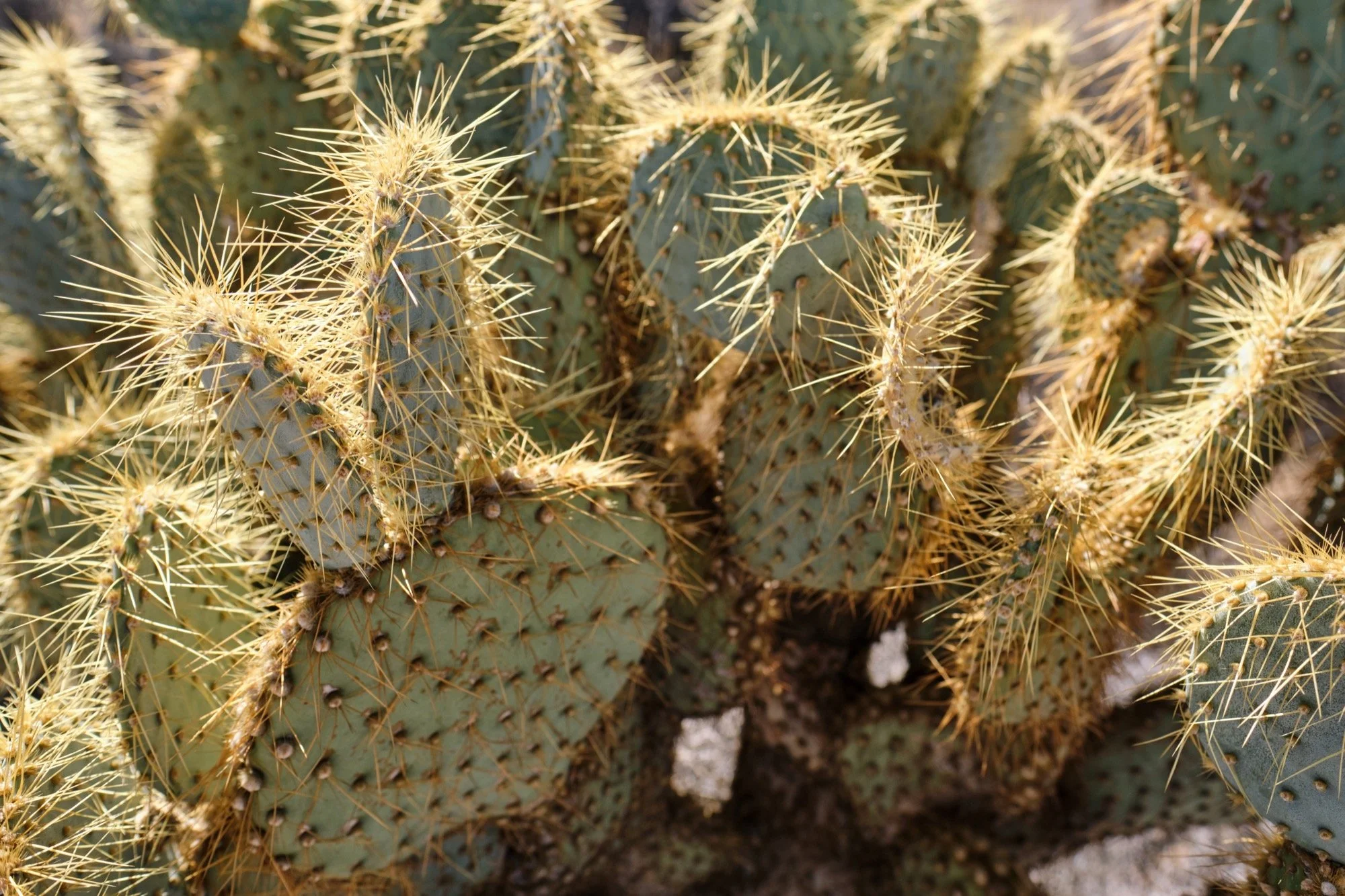 _DSF5690.jpg