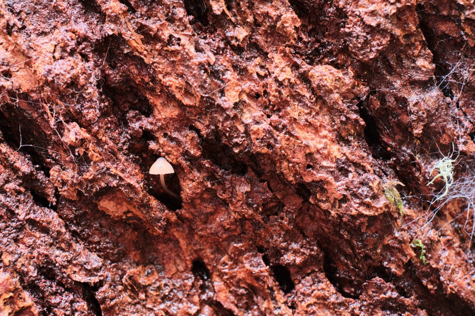_DSF5496.jpg