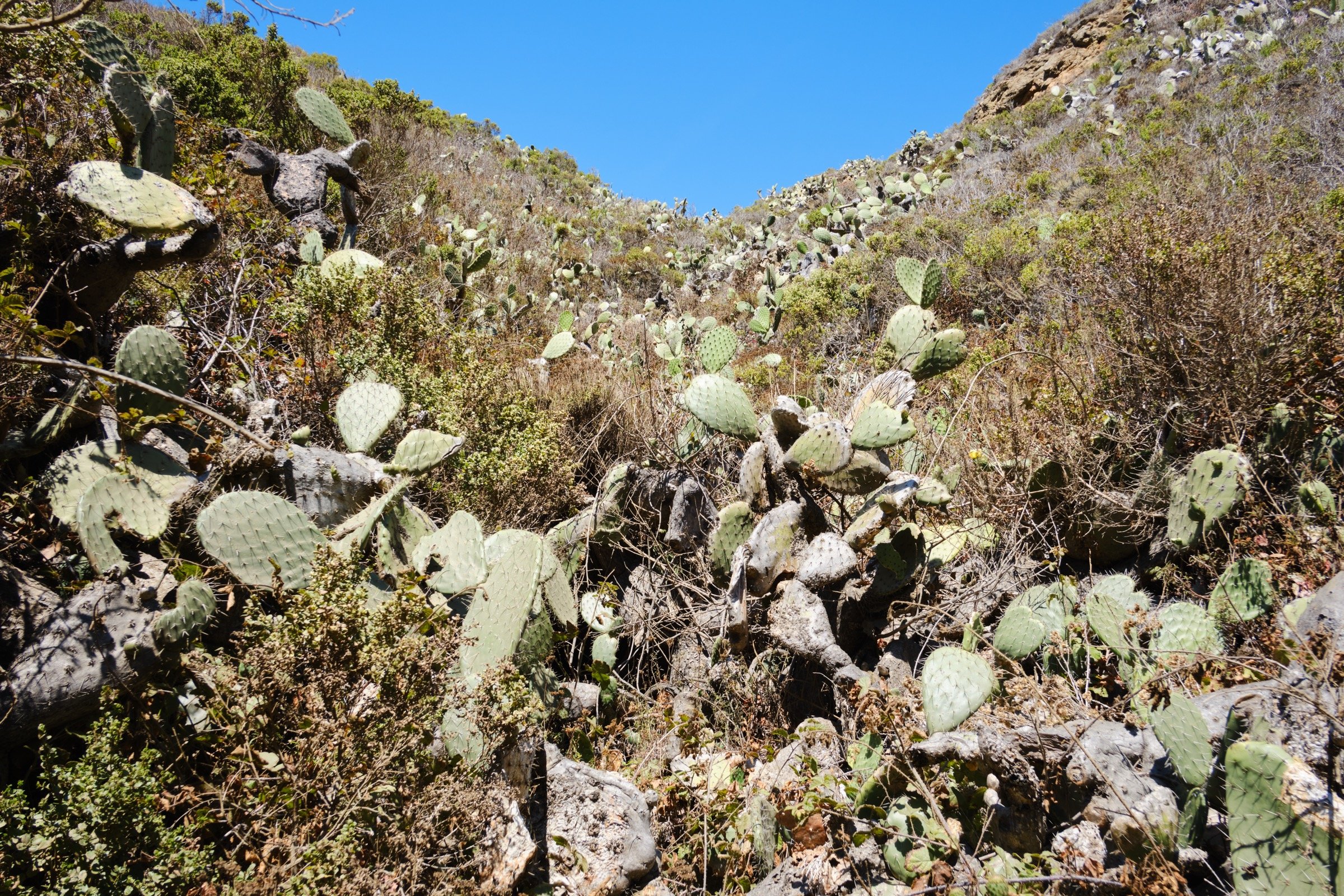 _DSF0638.jpg