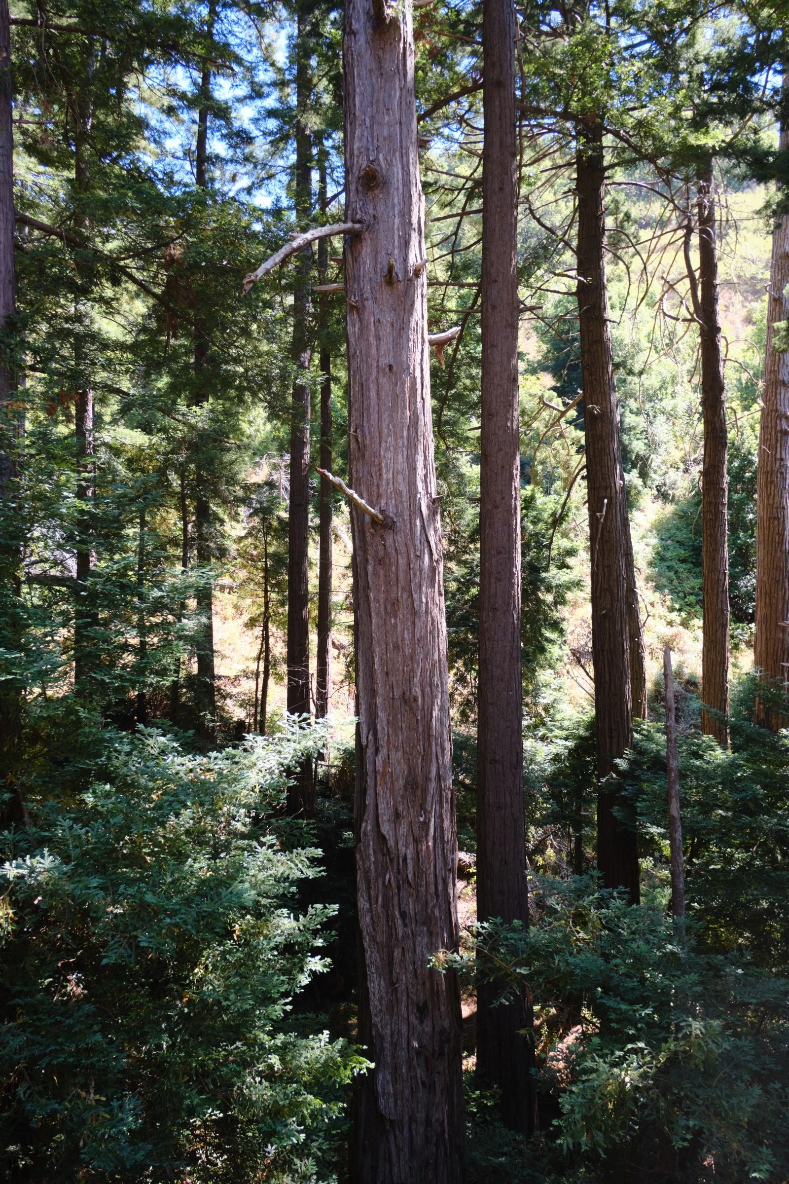 _DSF0665.jpg