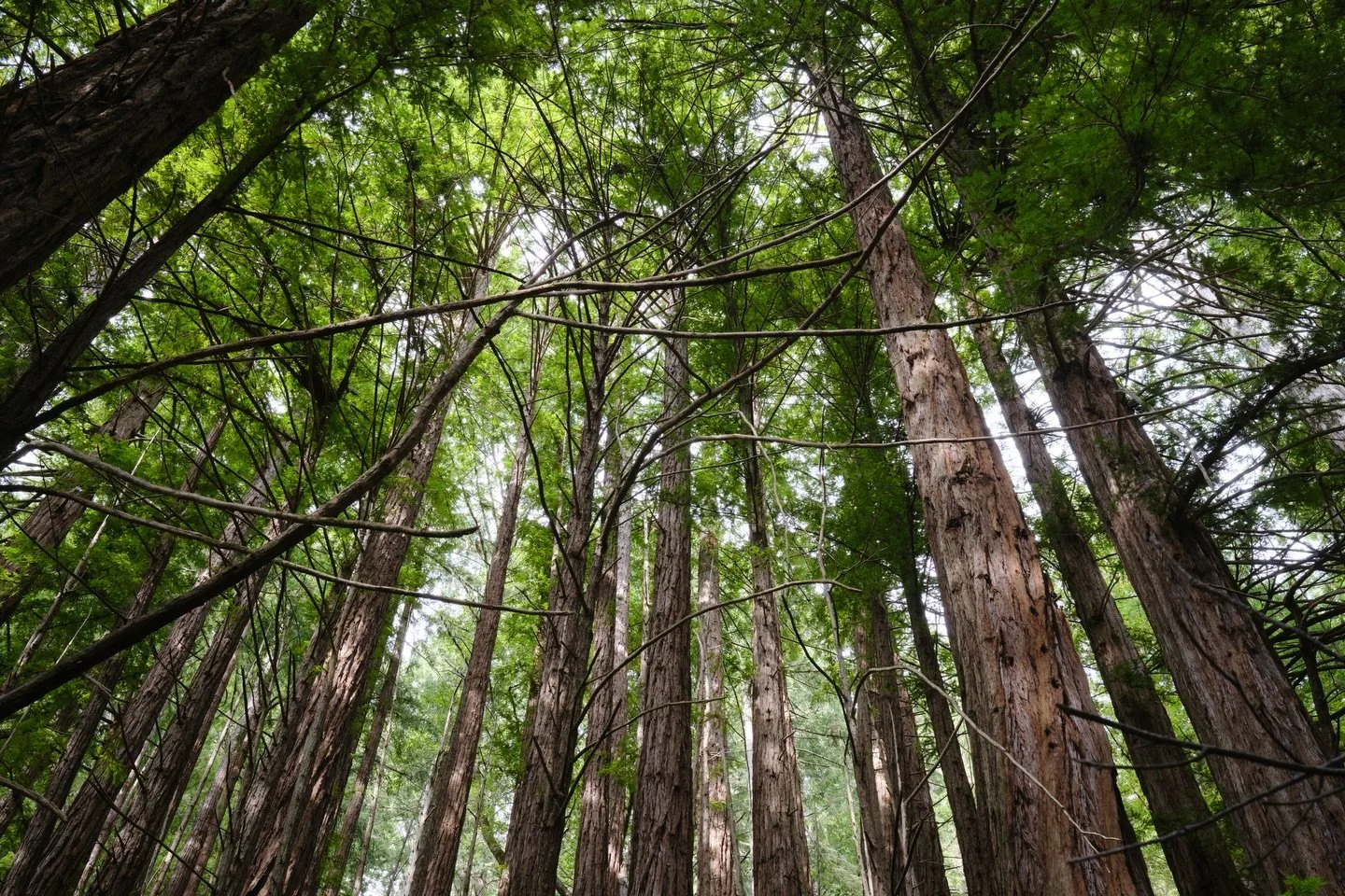 Pictures from #purisimacreekredwoods and #butanostatepark from Valentines Day weekend.