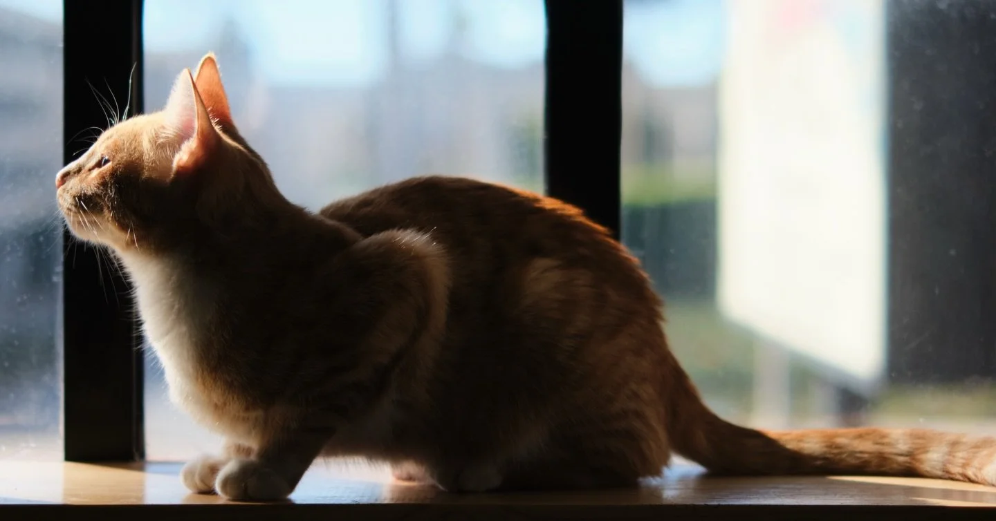 #catcafelounge has some beautiful kitties