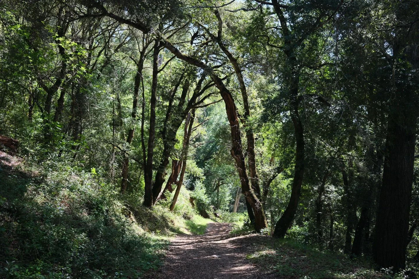 Pictures from exploring Stevens Creek; a loop starting at Skyline Ridge Open Space Preserve.