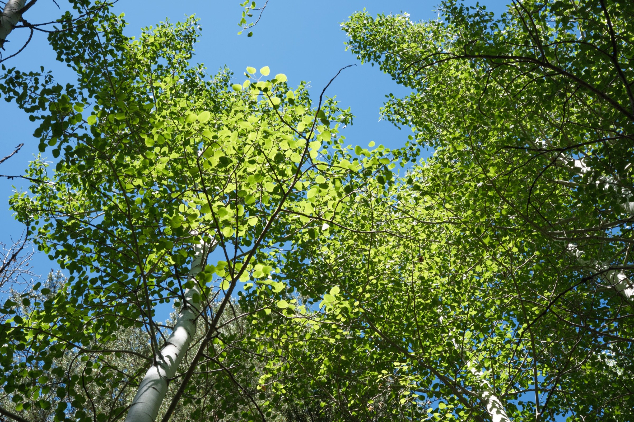 _DSF6471.jpg