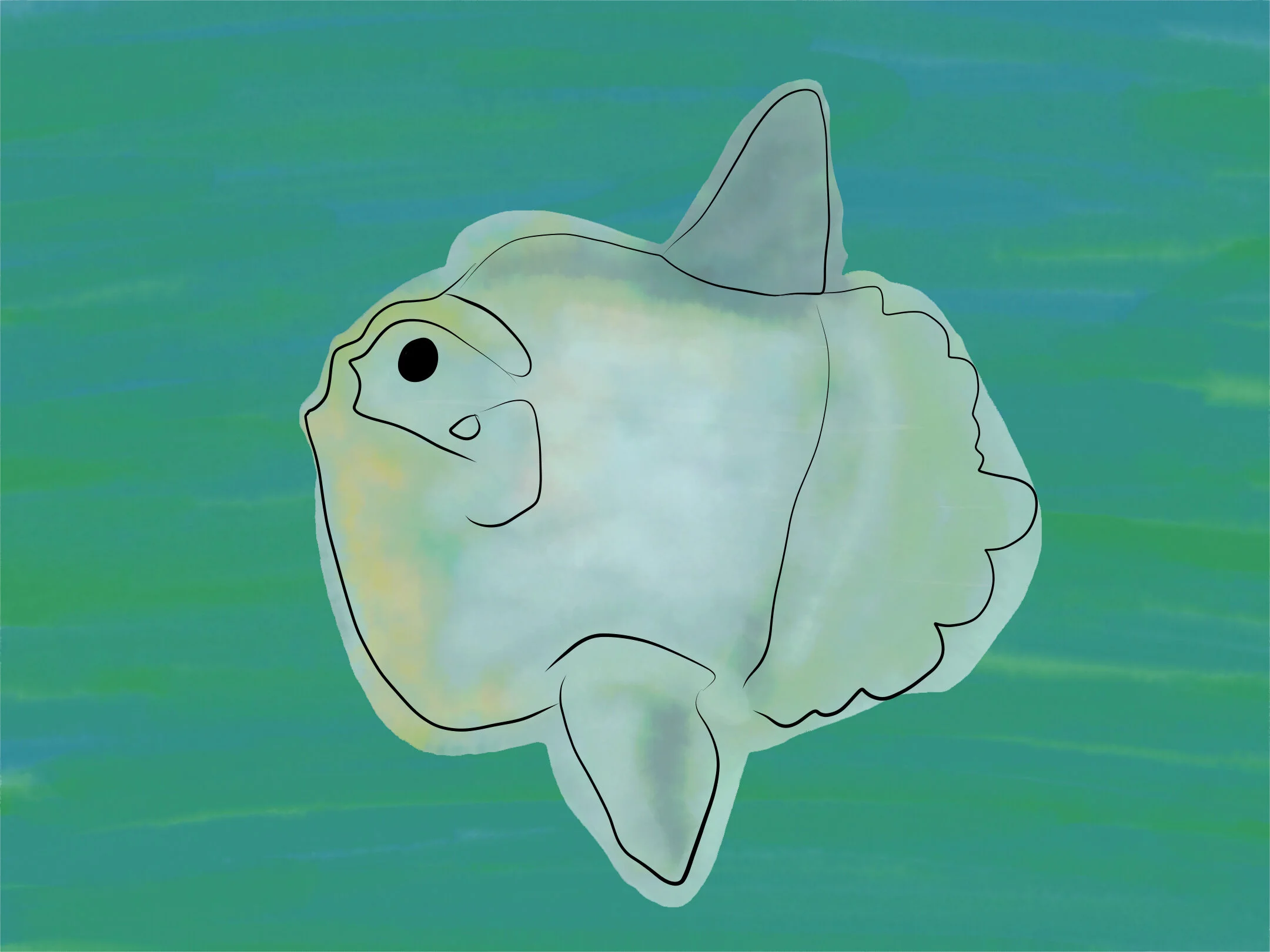 Mola mola.jpg