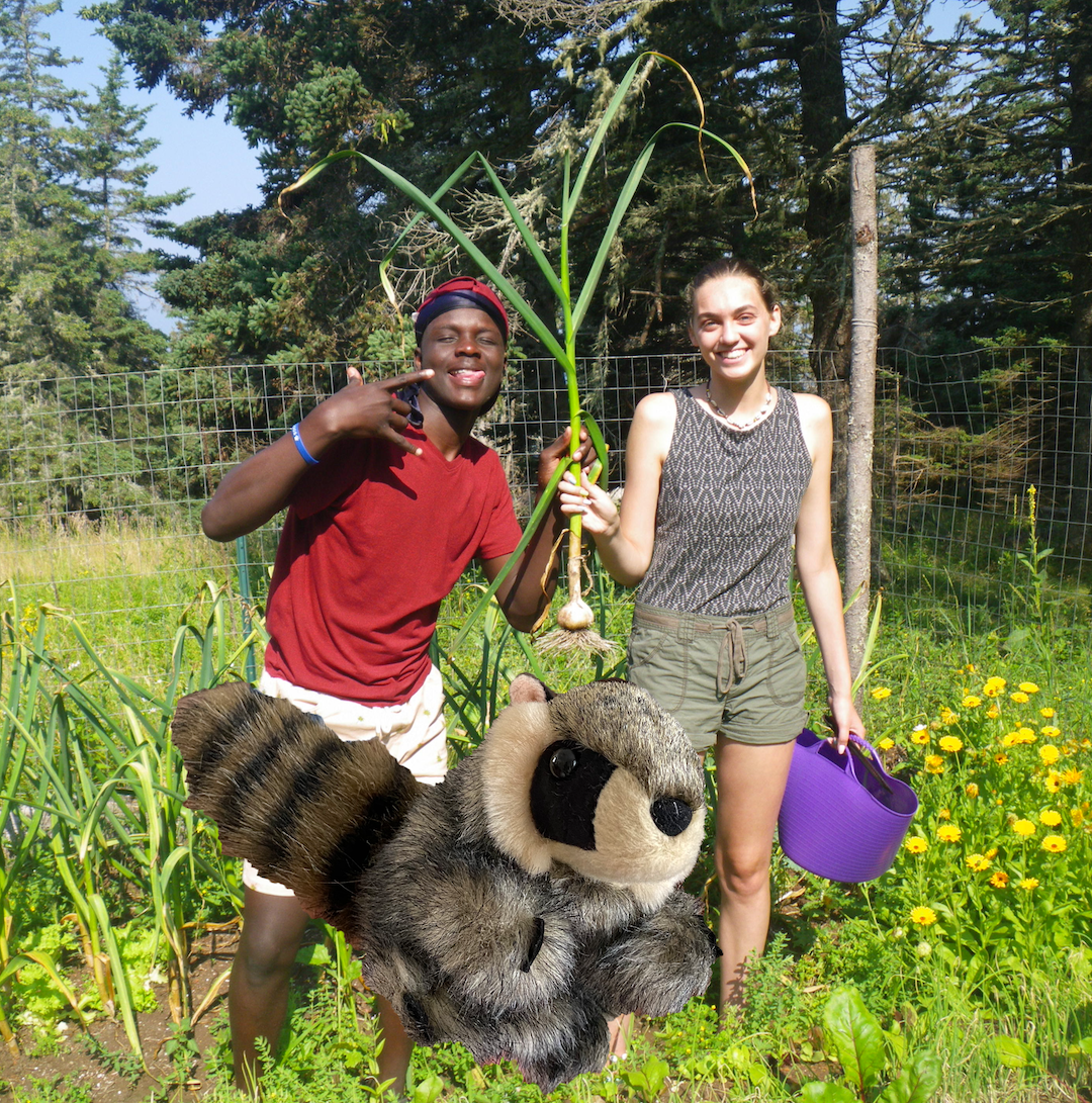 raccoon in garden.png