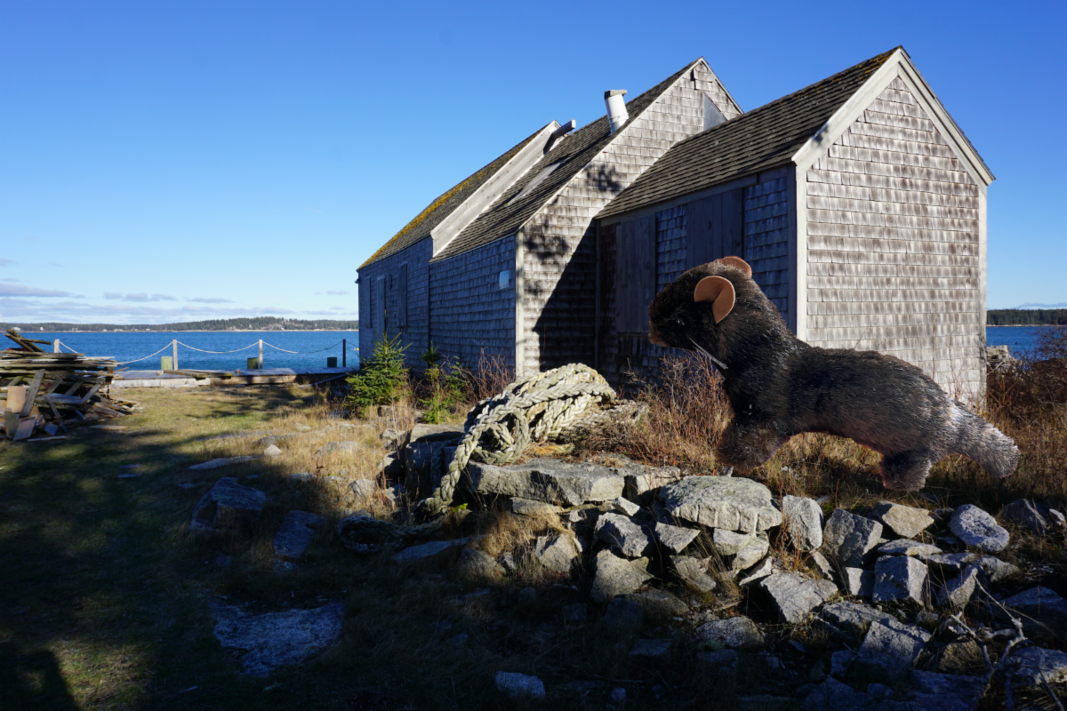mink at valley cove.png