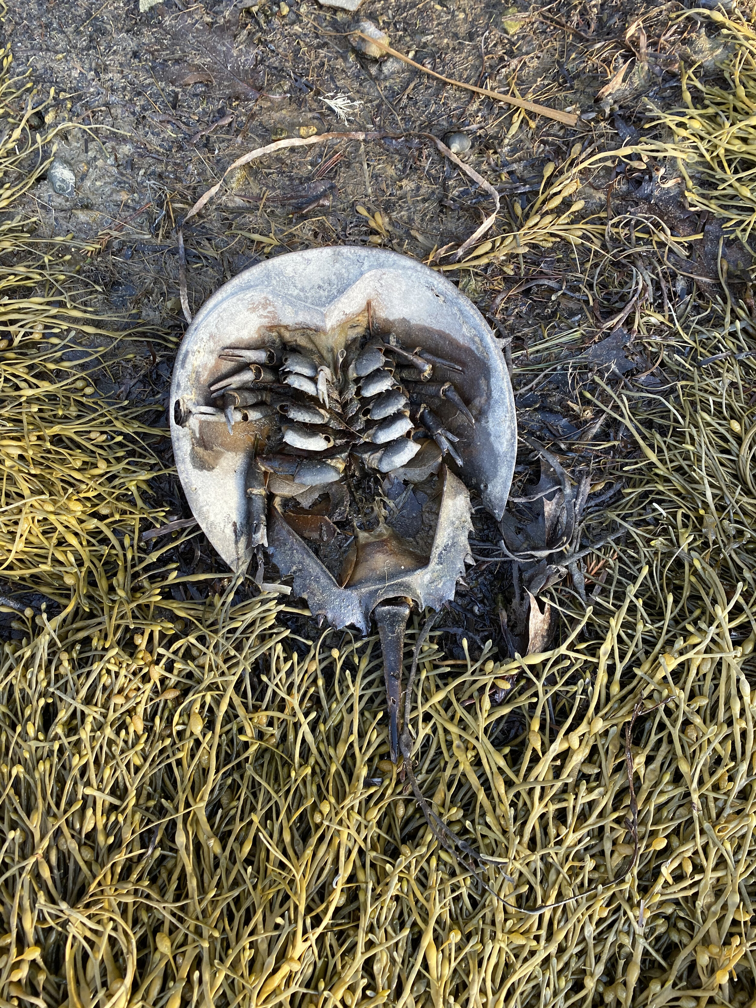 horseshoe crab.jpg