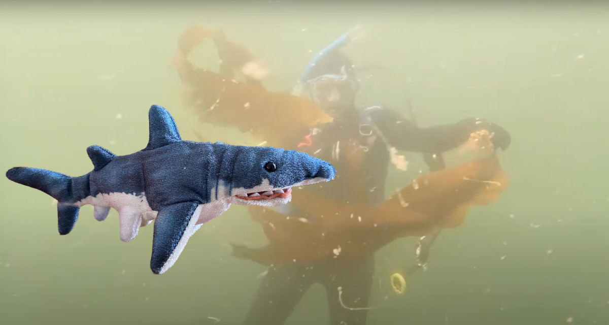 shark under water.png