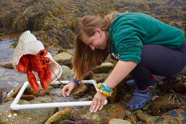 hermit crab intertidal.png