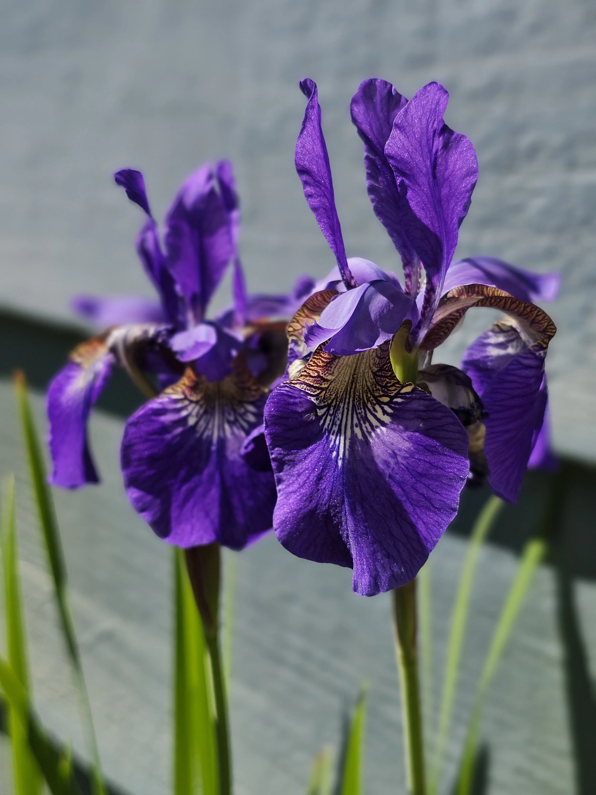 20240519SiberianIris2.jpg