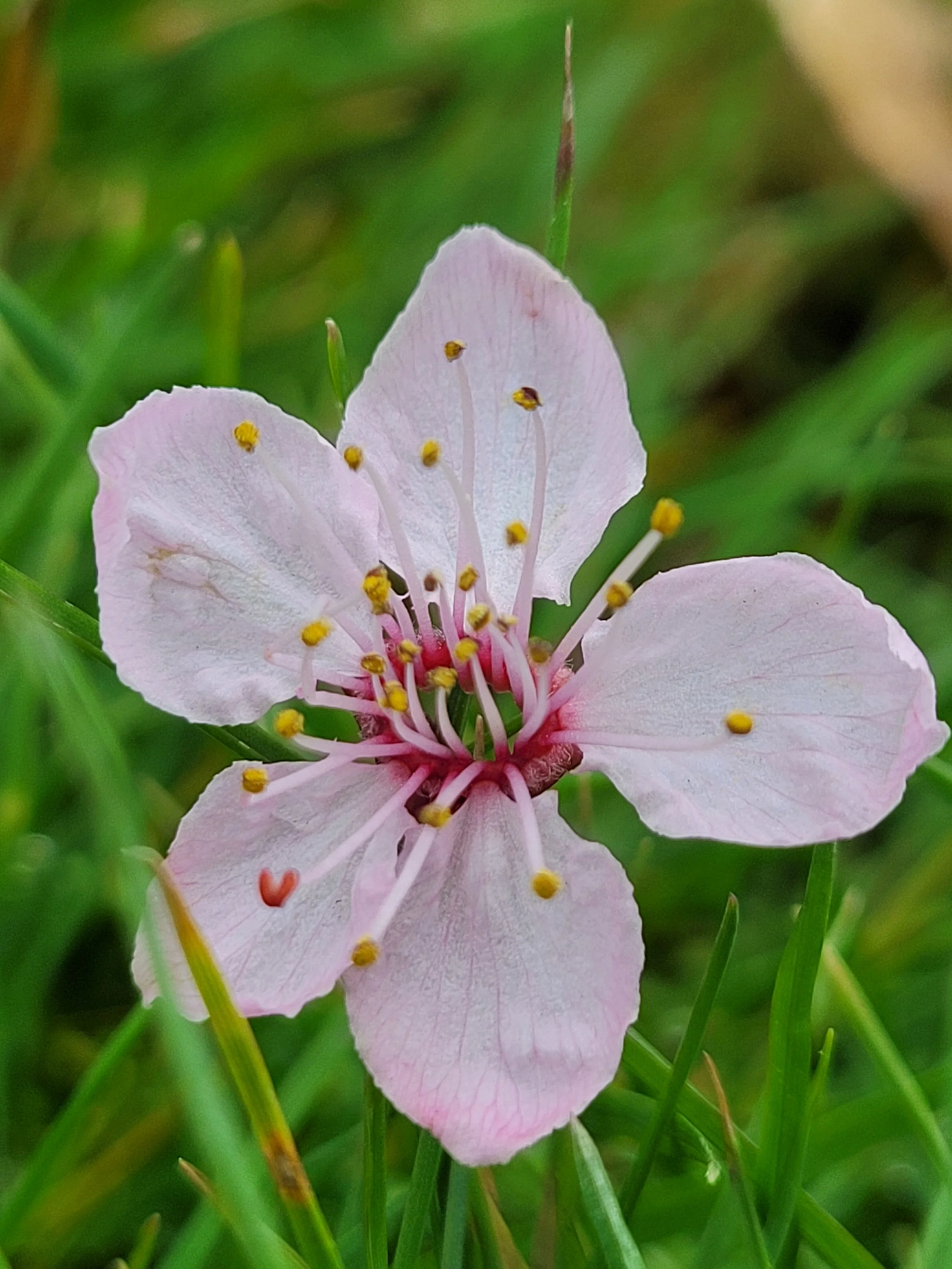 20210318CherryPlum.jpg