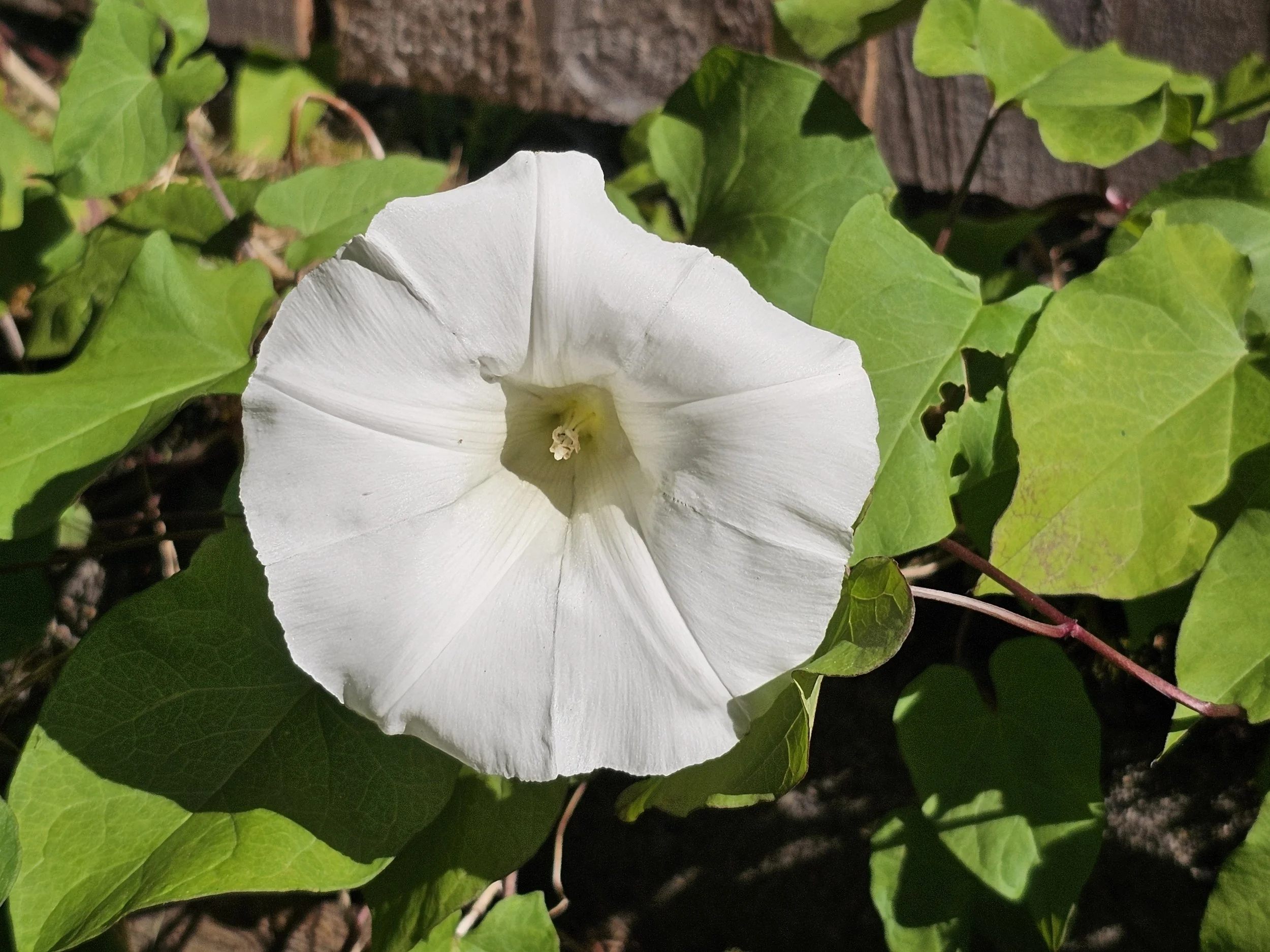 20260602_Morning Glory.jpg