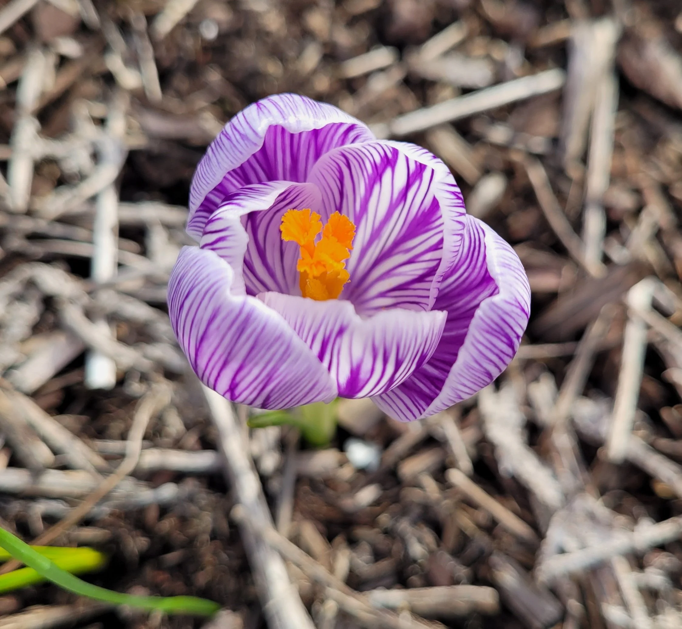 Crocus2.jpg