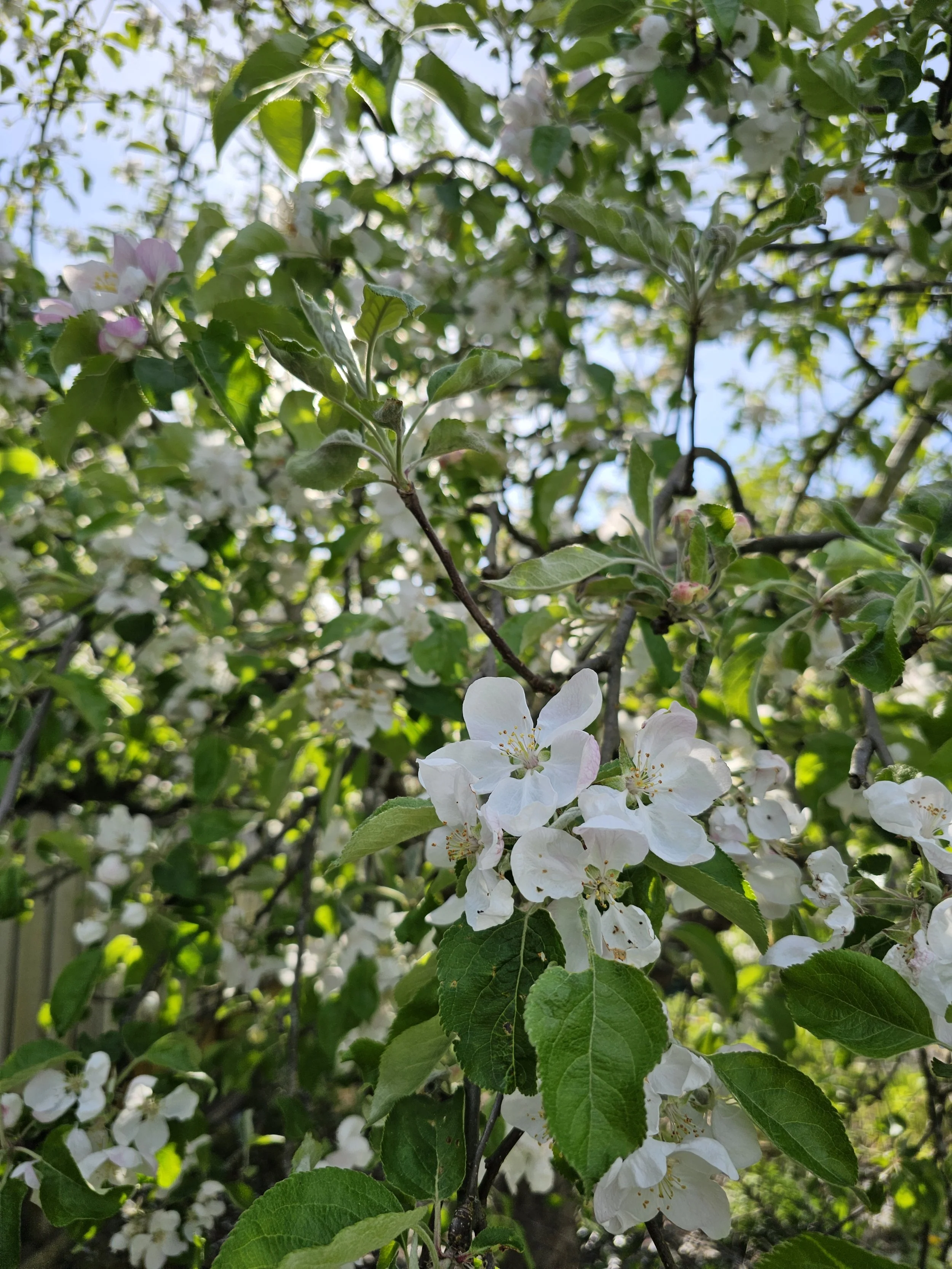 20260501apple5.jpg