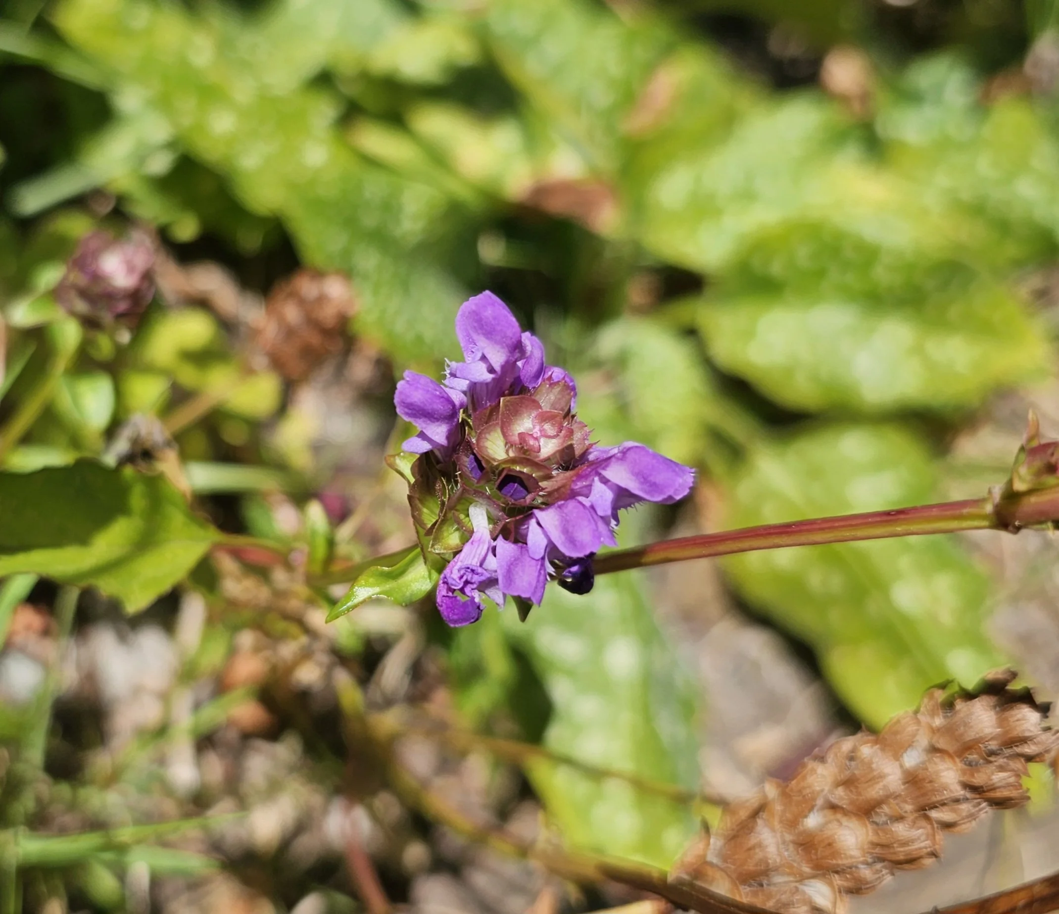 Selfheal.jpg