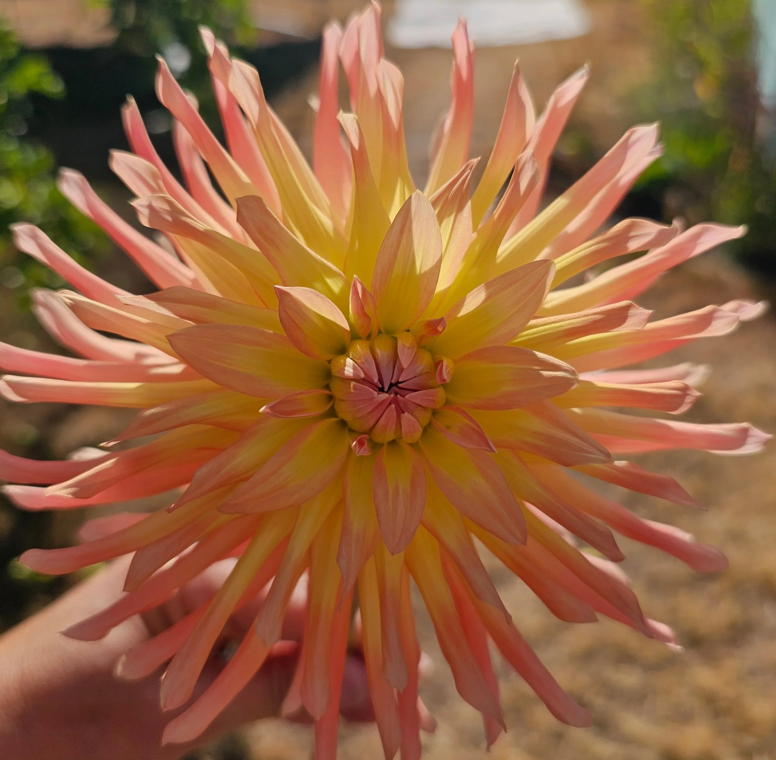 IsisDahlia4-20260816.jpg