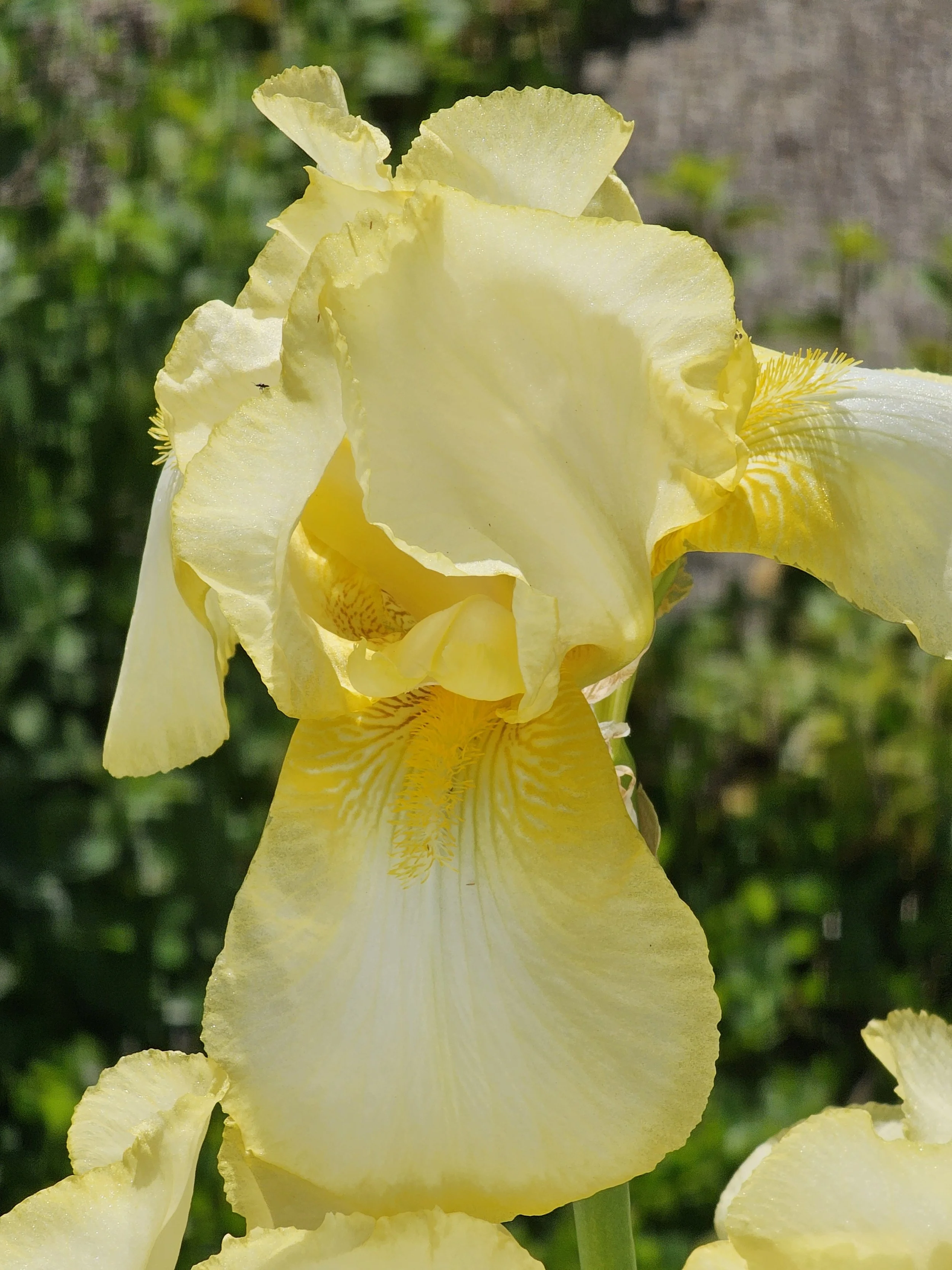 20240515YellowIris1.jpg