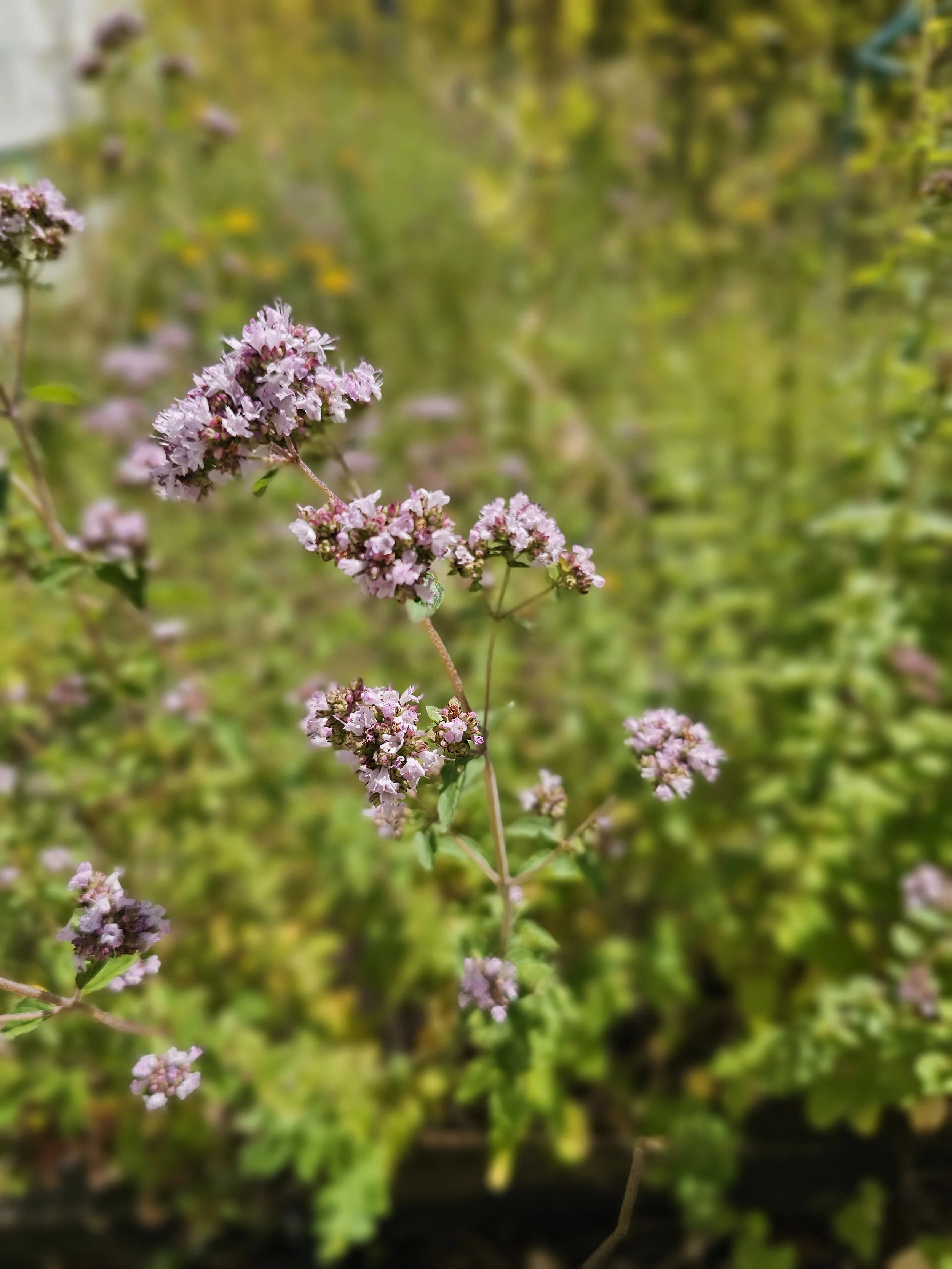 Oregano.jpg
