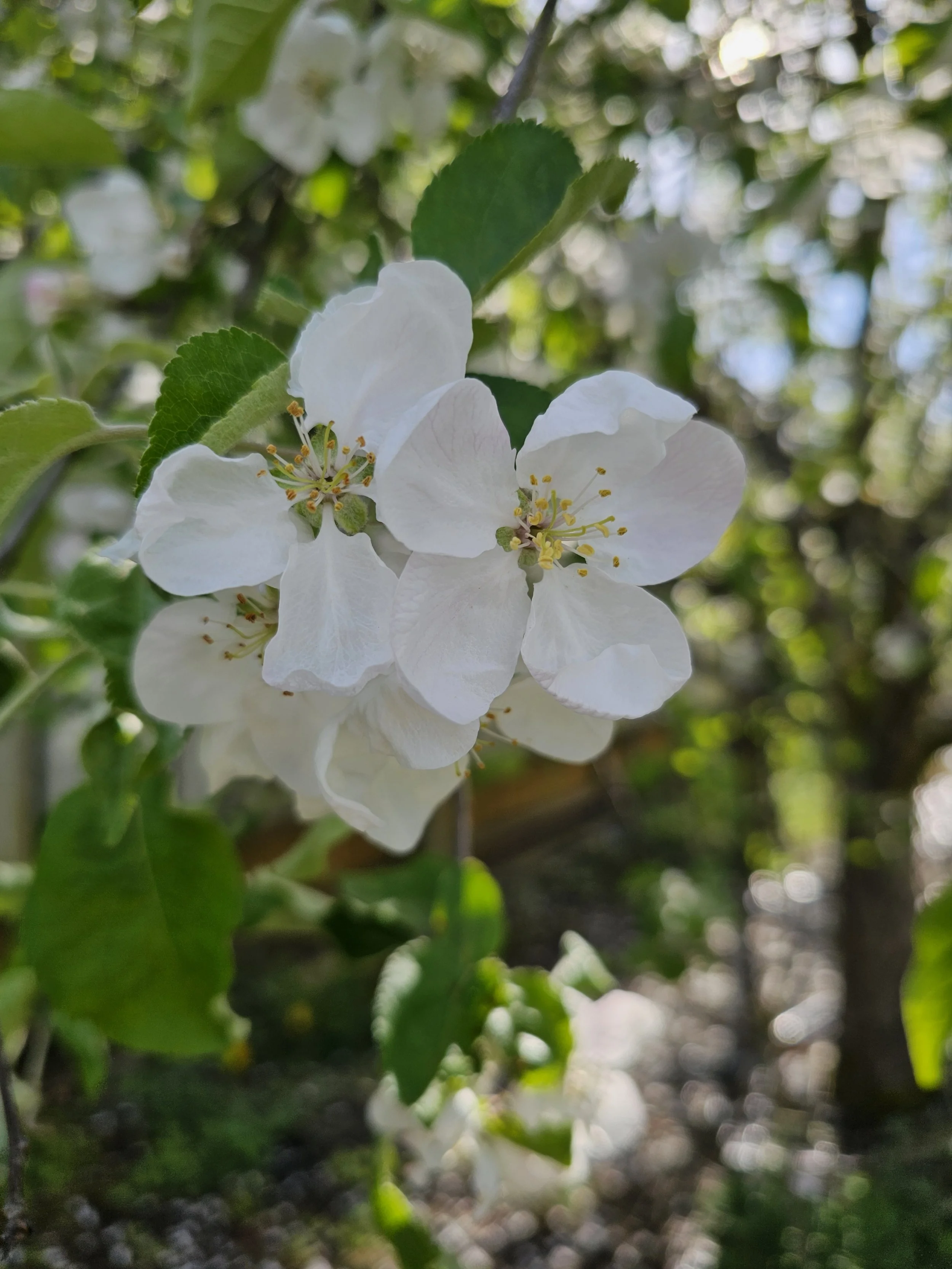 20260501Apple3.jpg
