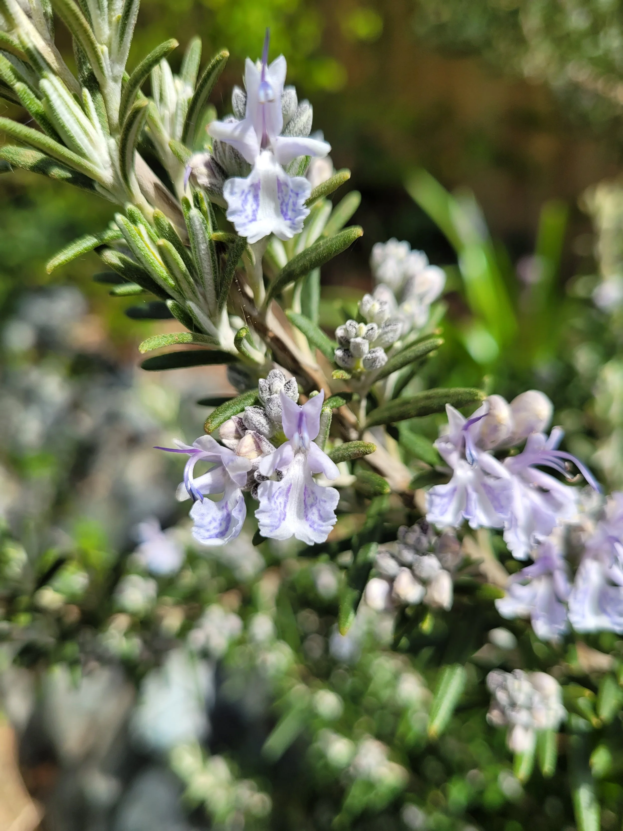 20220414Rosemary.jpg