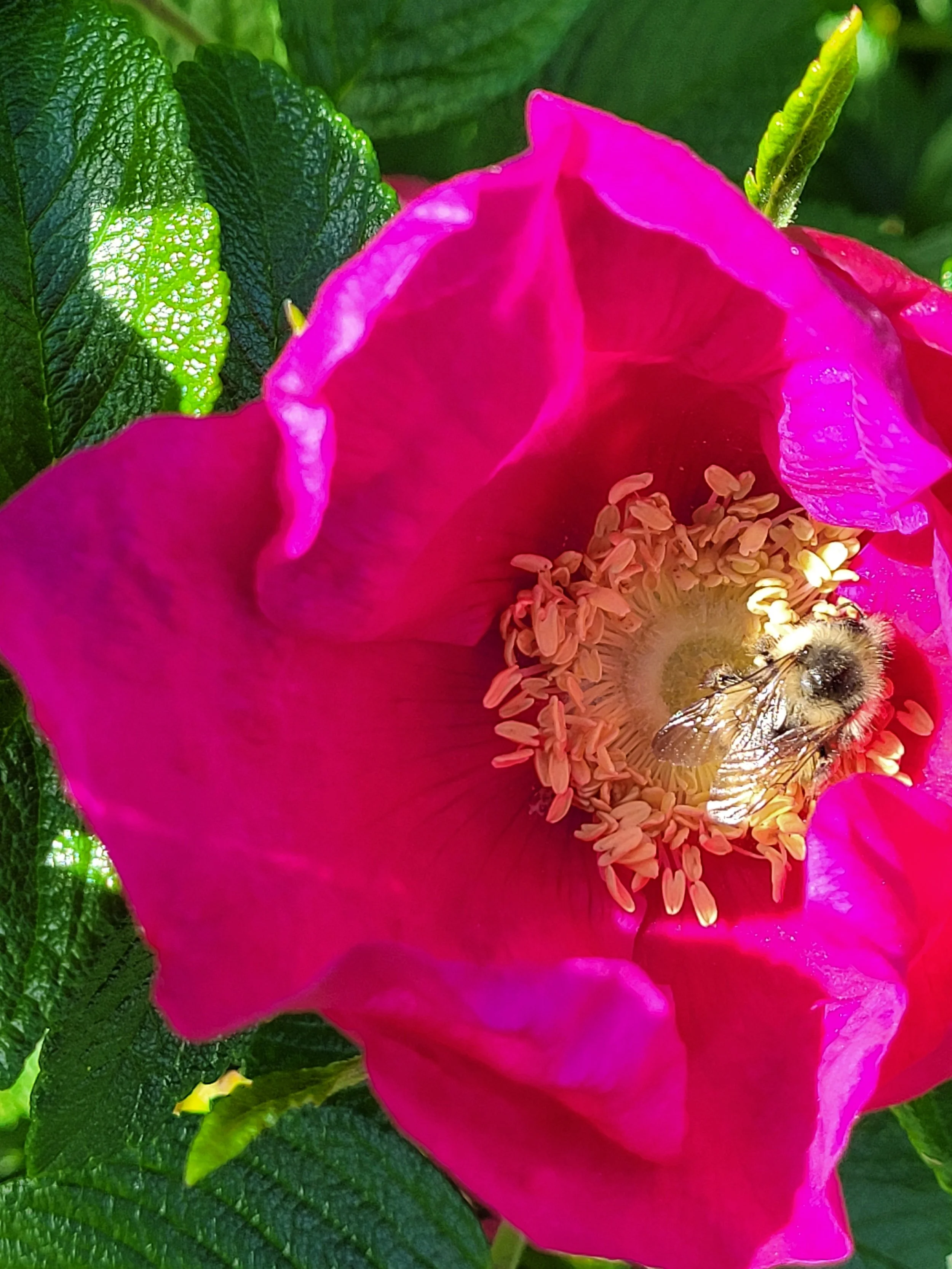 20220610_WildRose.jpg