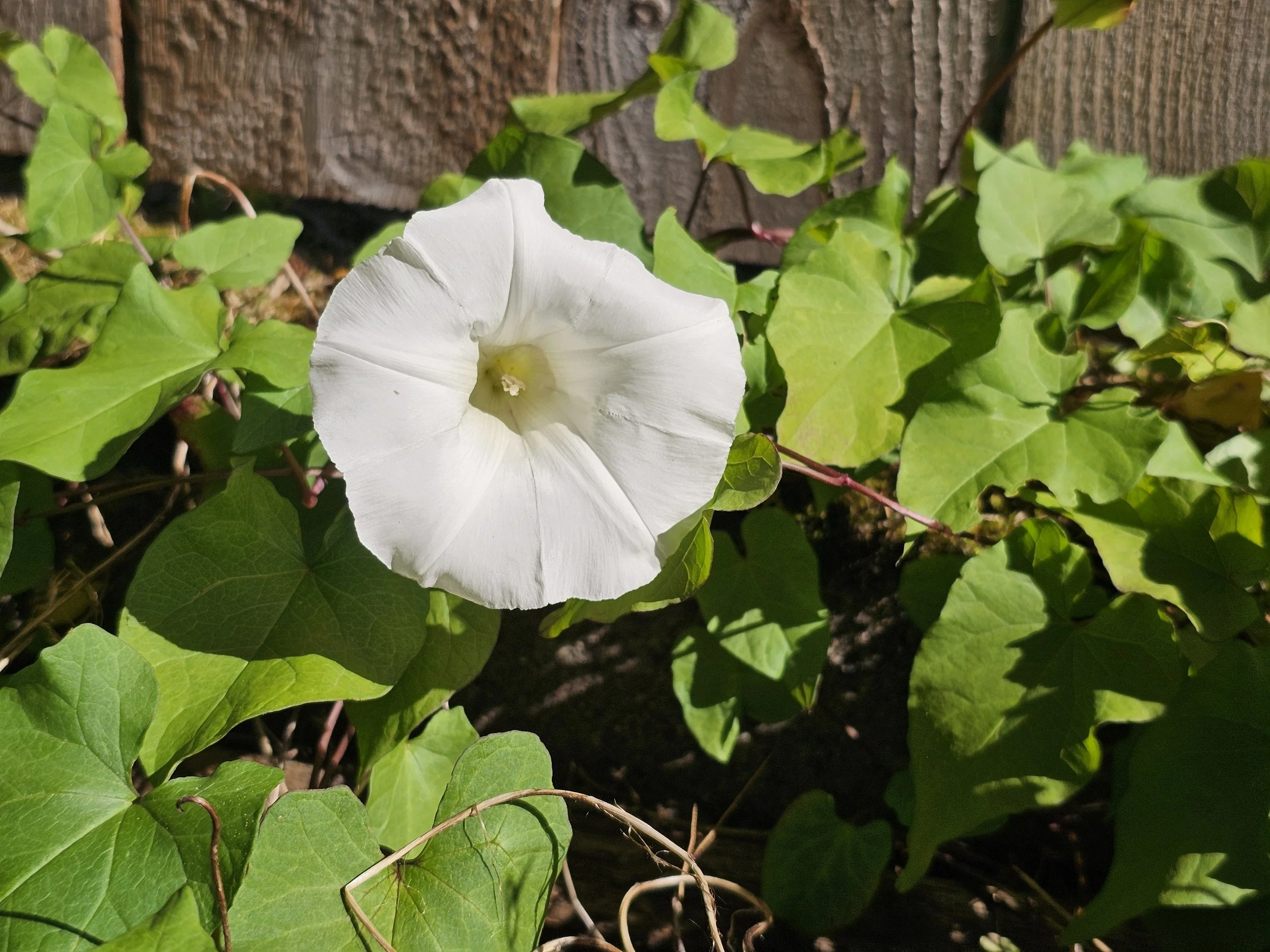 20260602_MorningGlory1.jpg