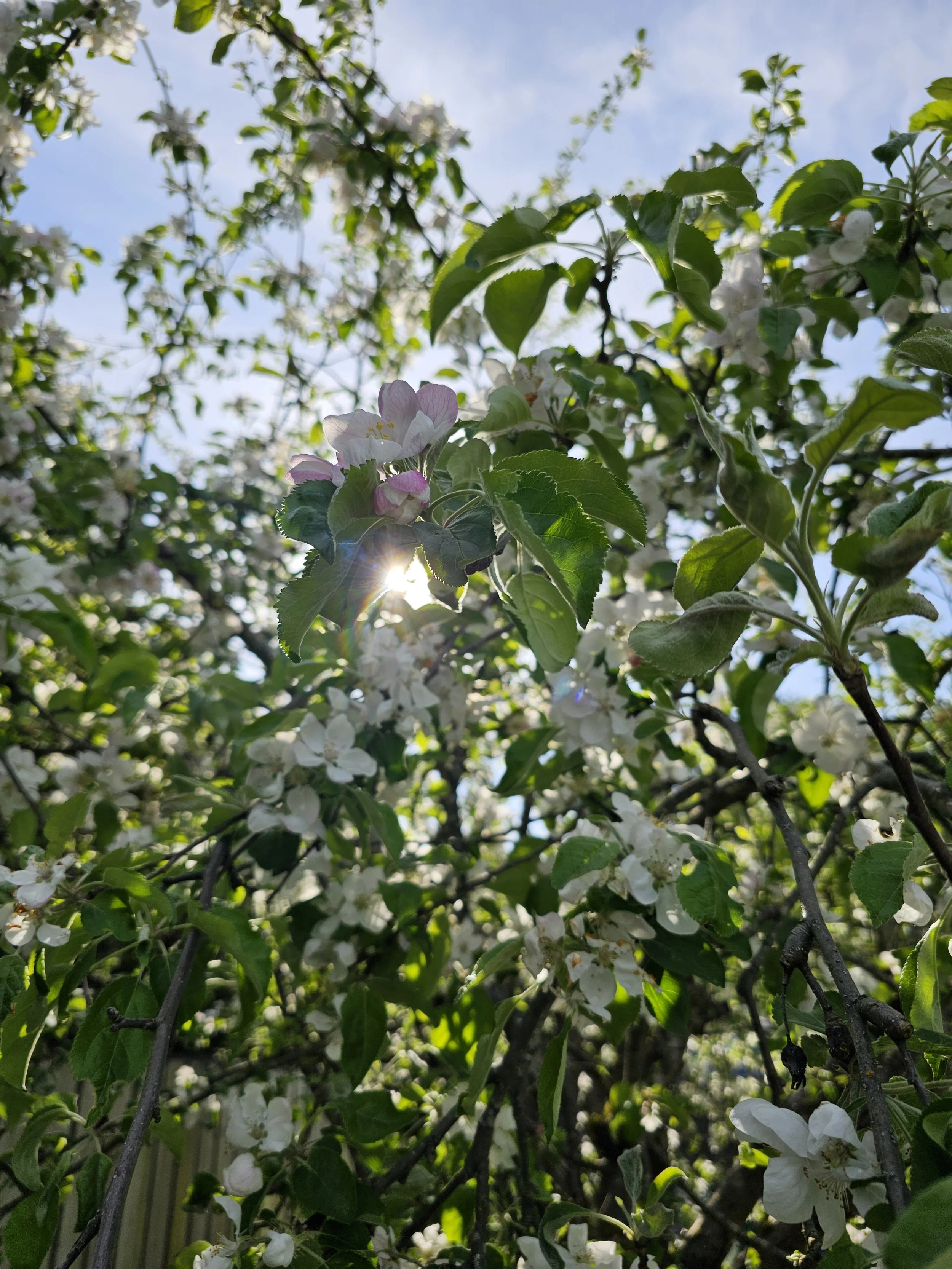 20260501Apple4.jpg