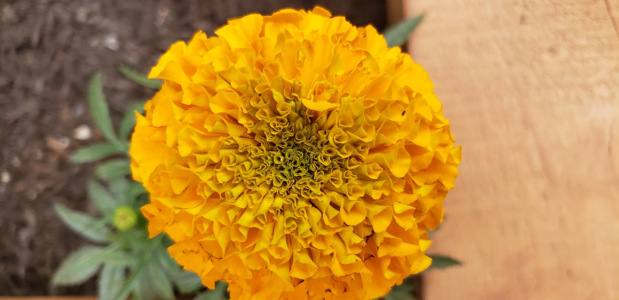20190601Marigold3.jpg