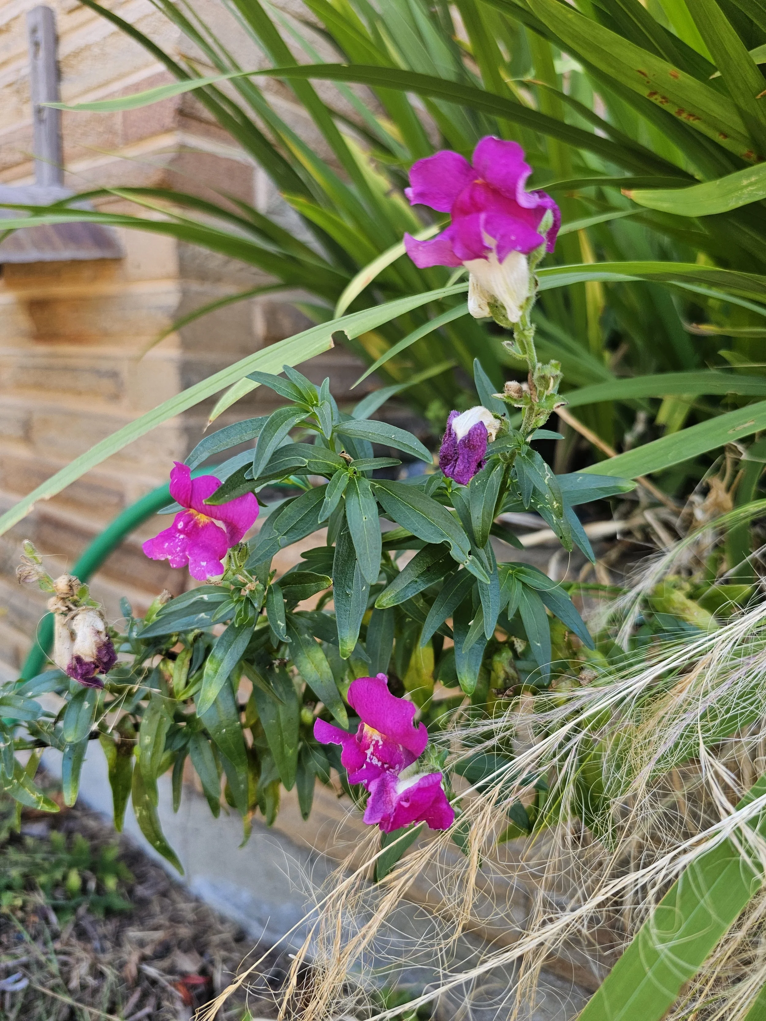 SnapdragonFuschia.jpg