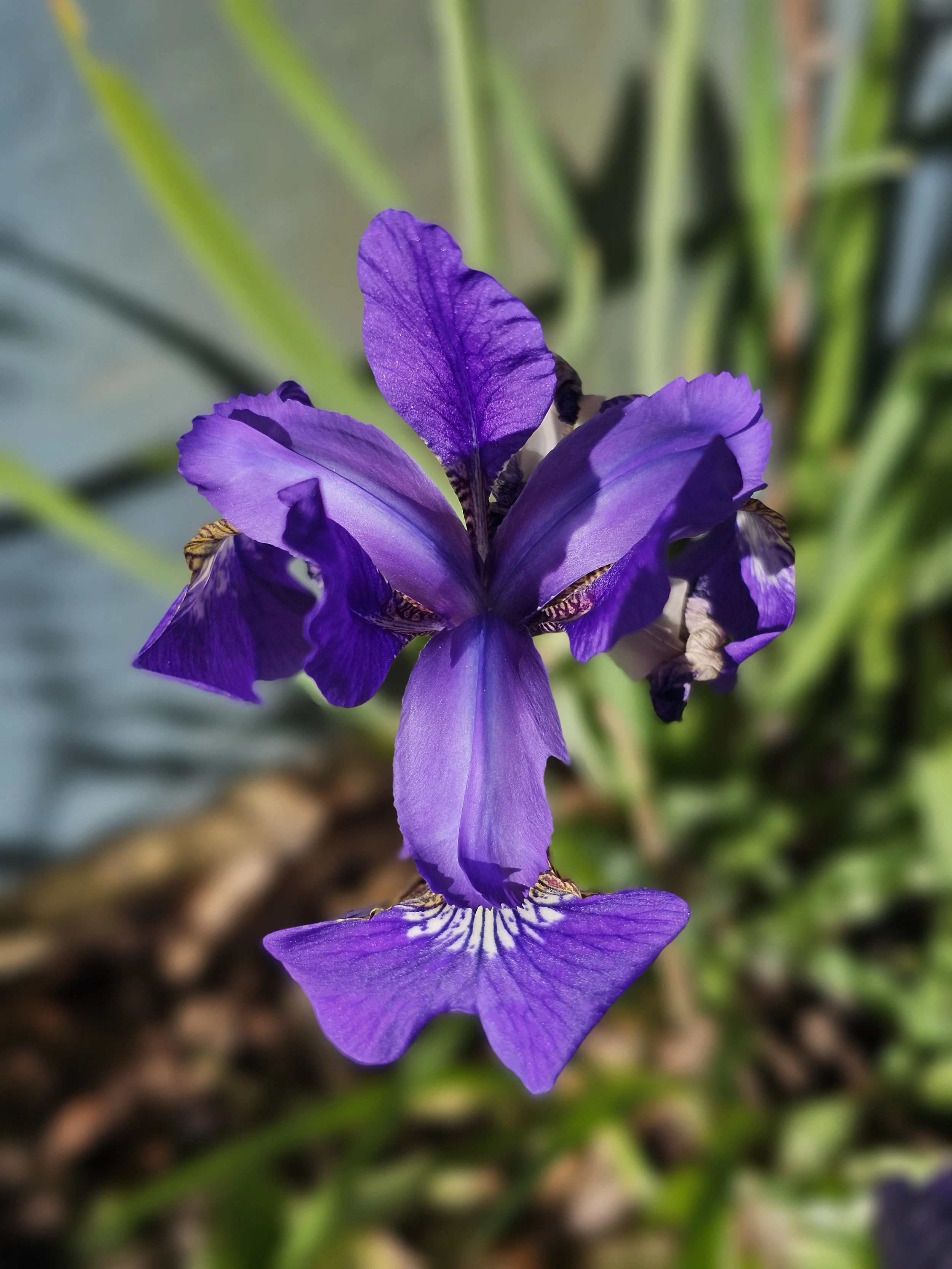 20240519SiberianIris5.jpg