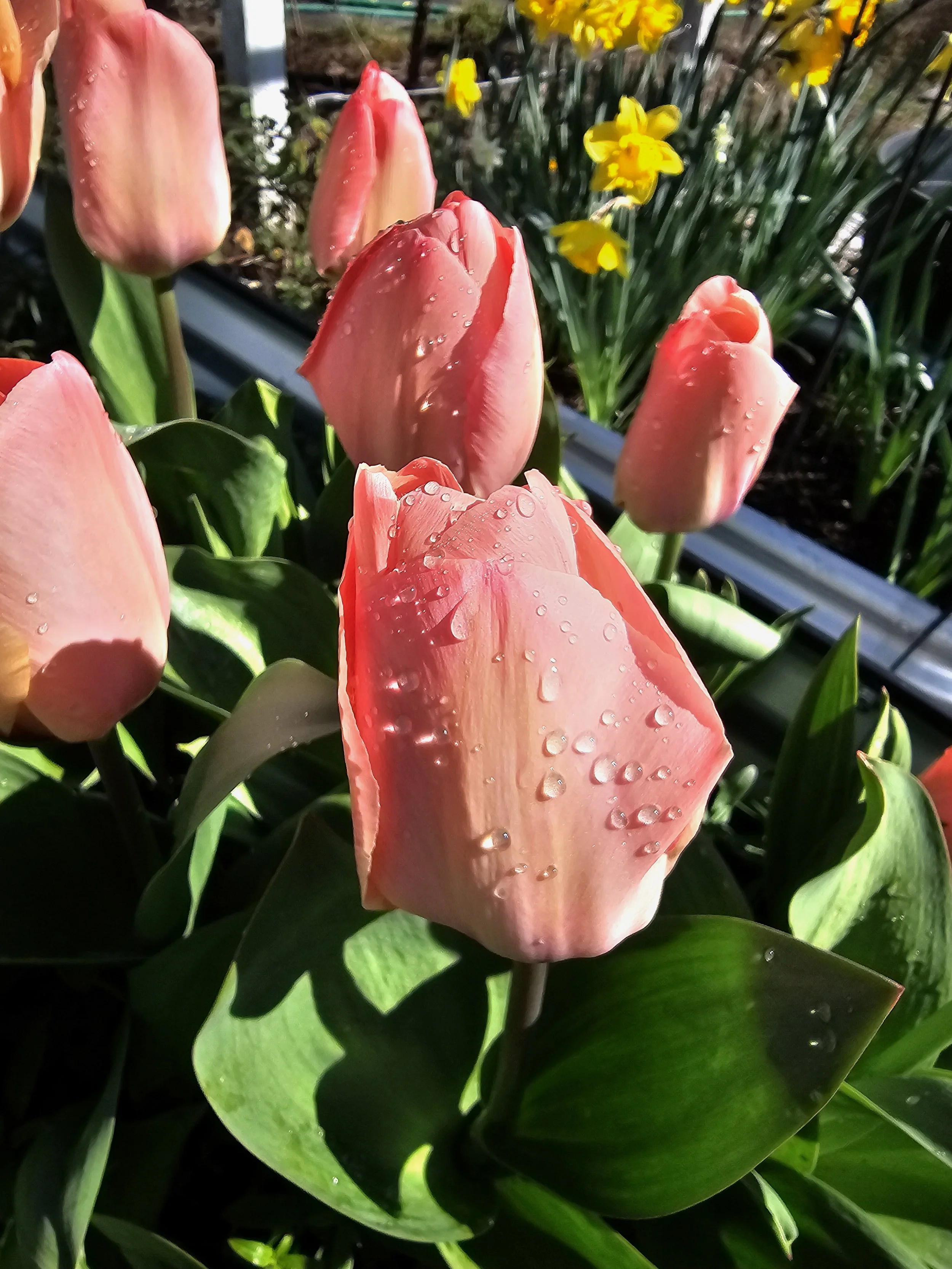 20260330Tulip.jpg (Copy)