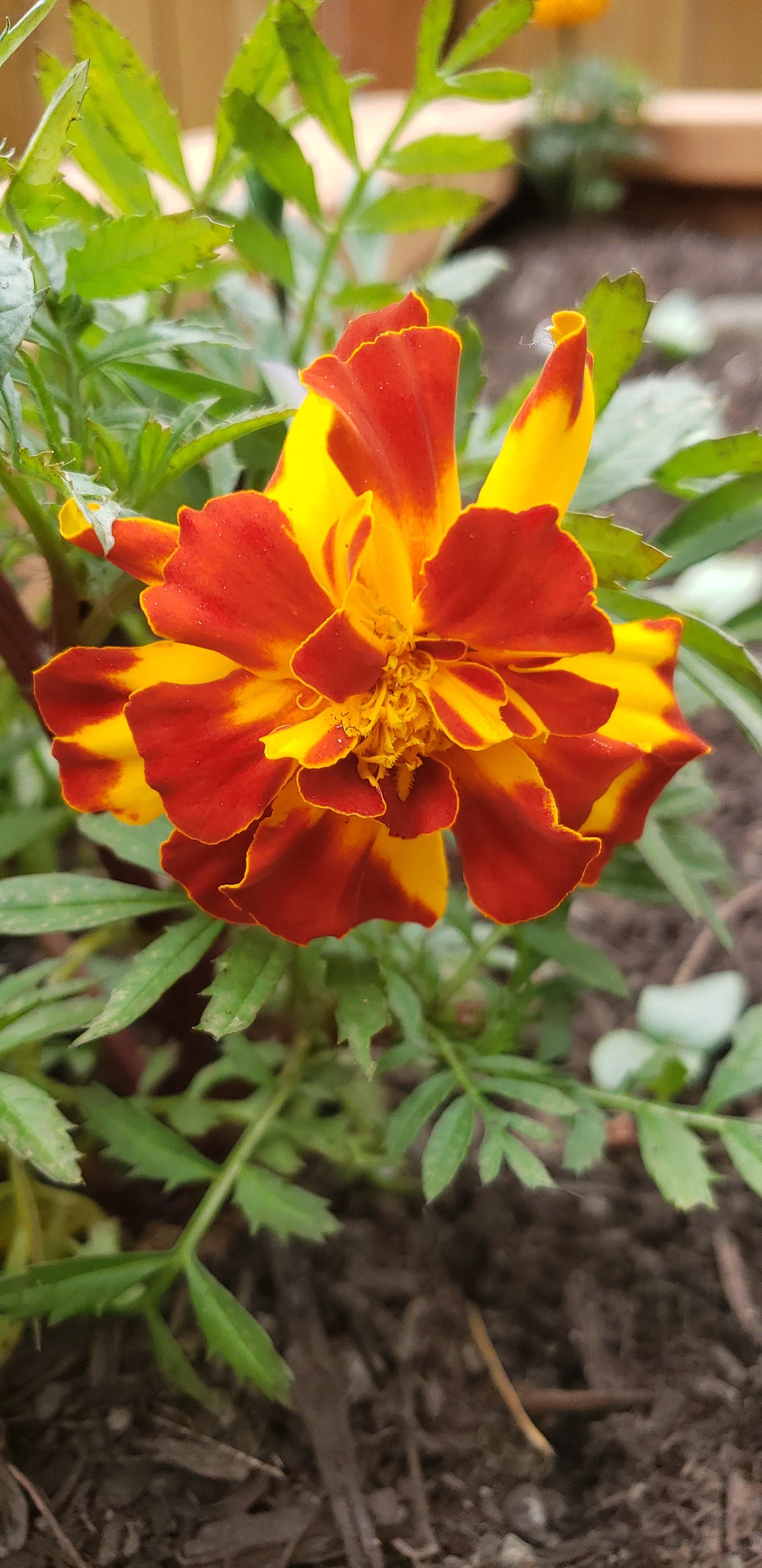 201906Marigold.jpg