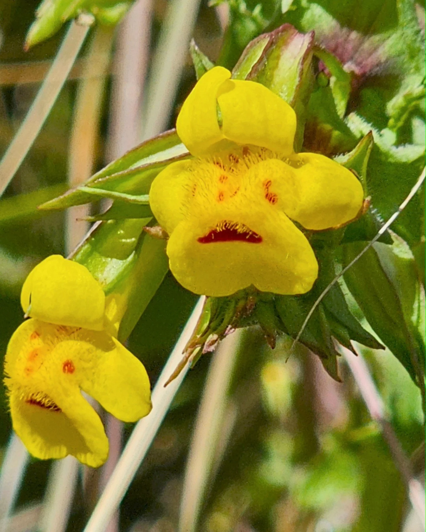 20240410_Mimulus.jpg