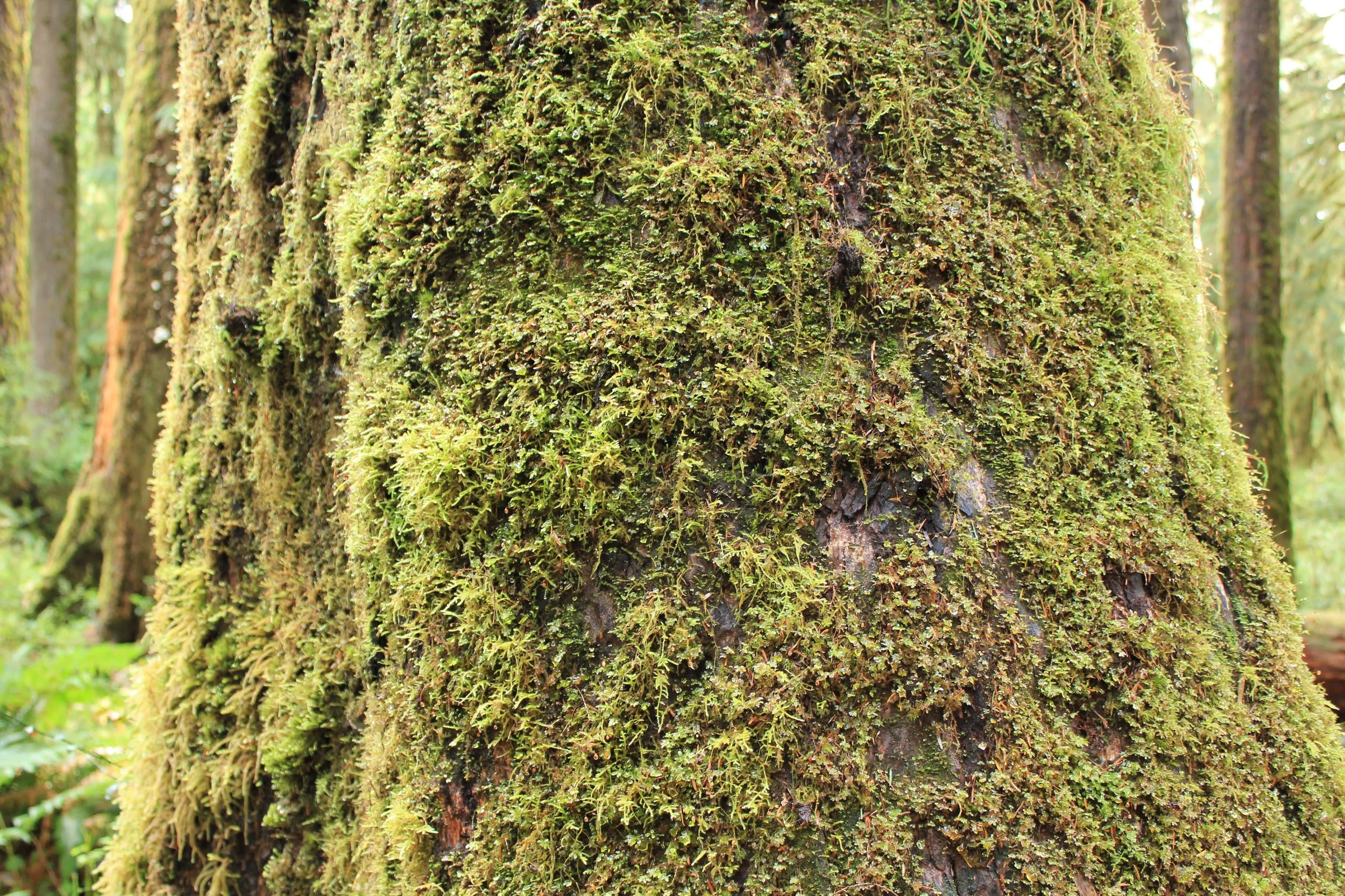 IMG_0608Moss3.JPG