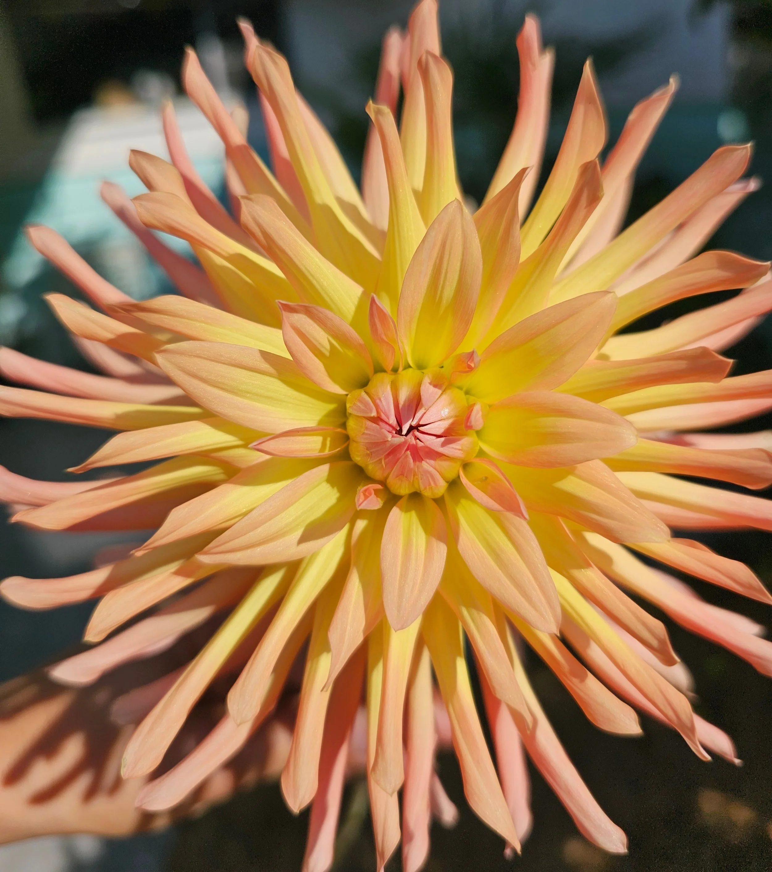 IsisDahlia3-20260816.jpg