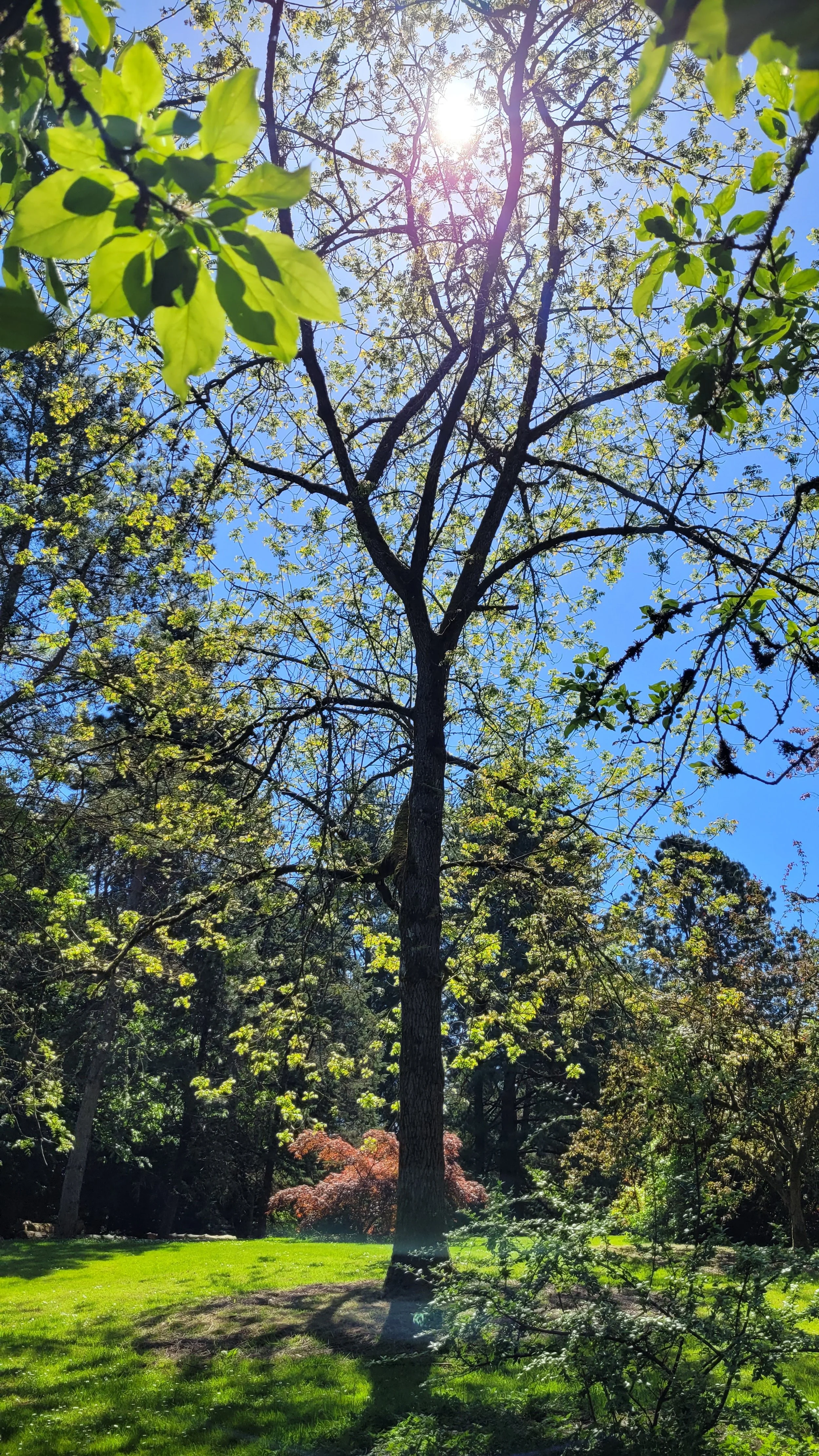 walnut2.jpg