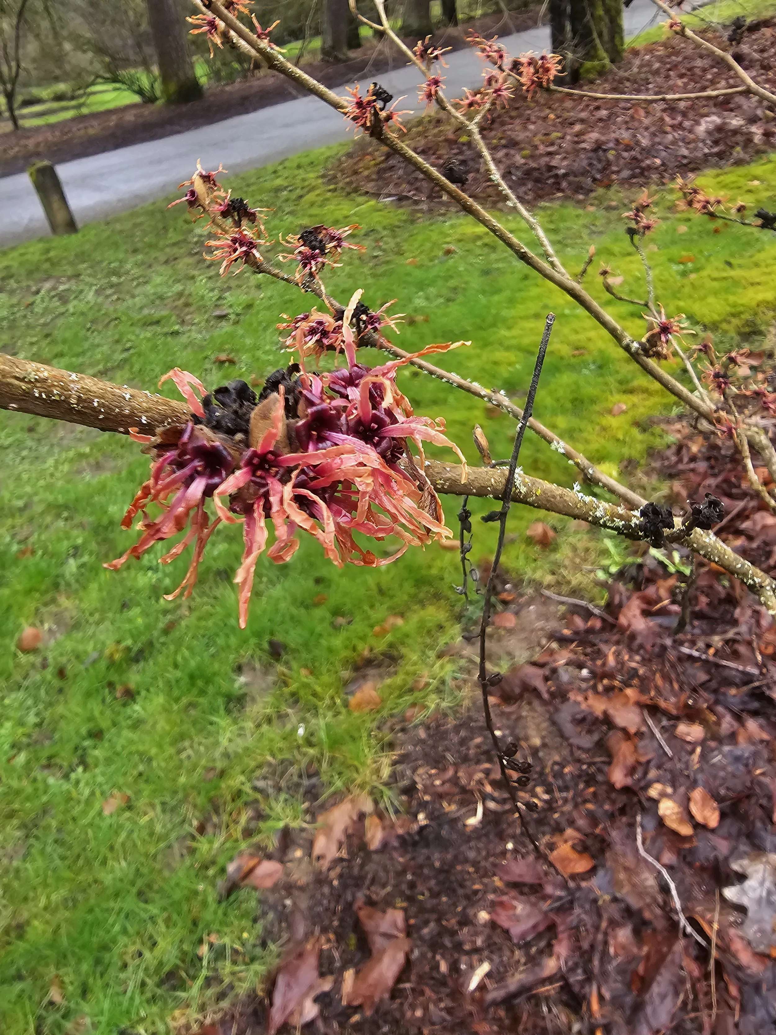 20240301Witchhazel.jpg